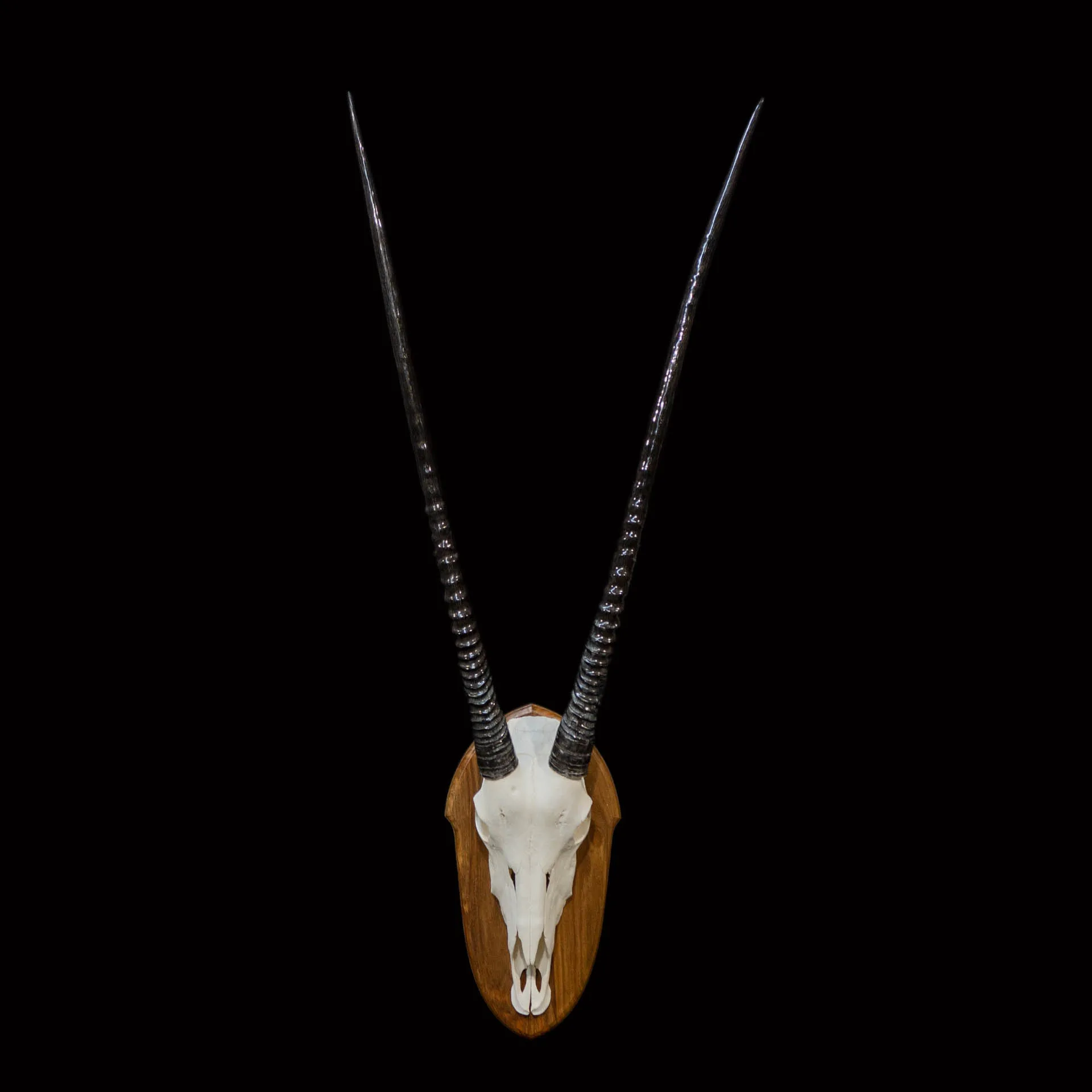 Gemsbok Skull Polished Skull Mount — Highveld Taxidermists