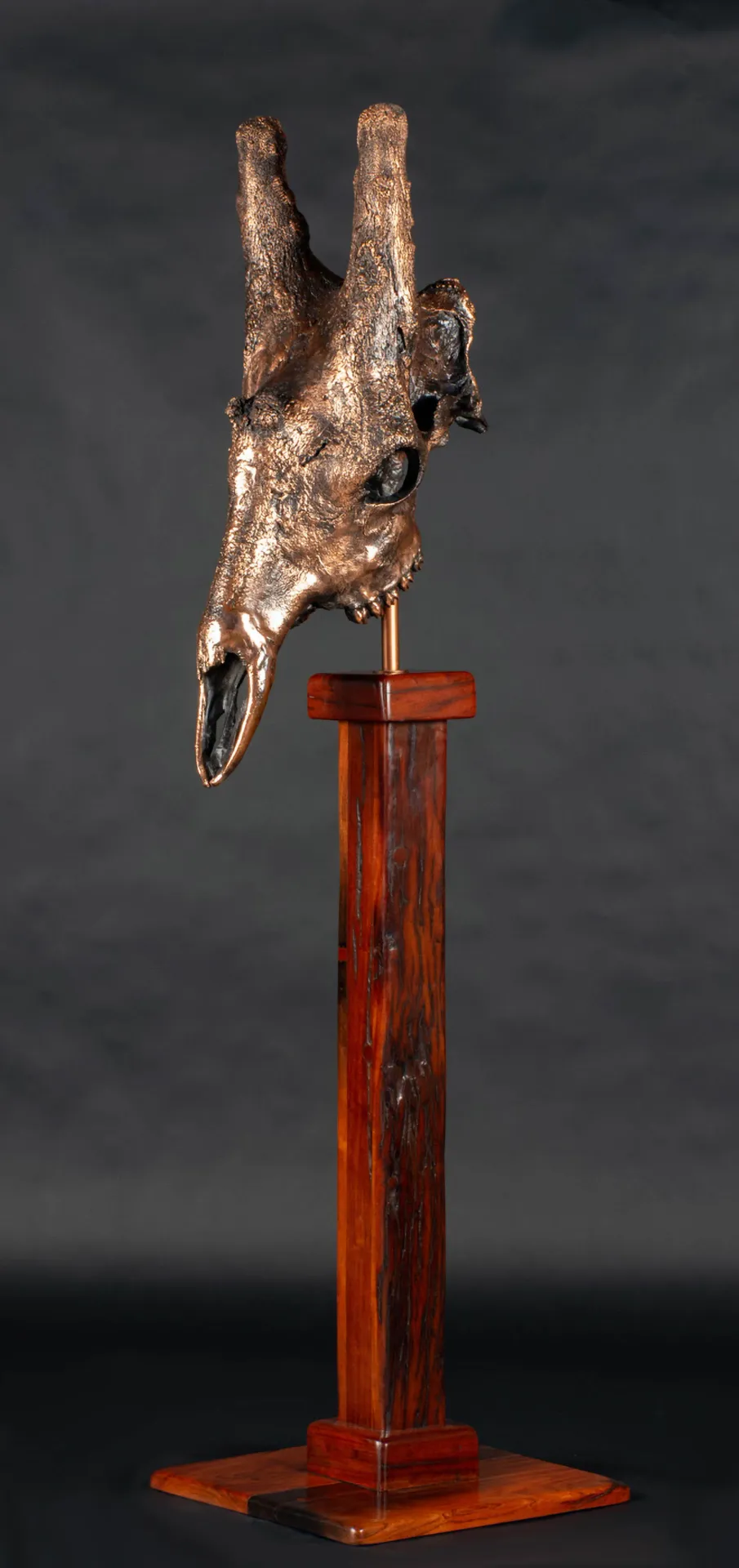 Giraffe Skull Electroplated Skull Mount — Highveld Taxidermists