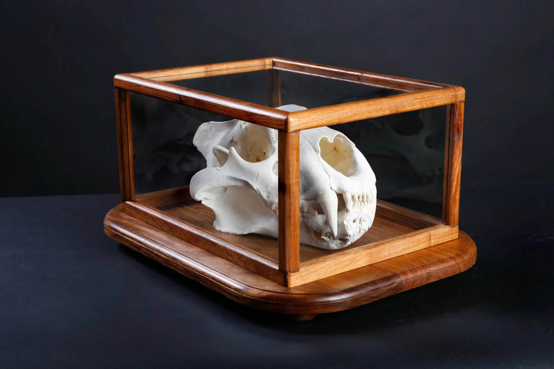 Glass case1 Skull Mount — Highveld Taxidermists
