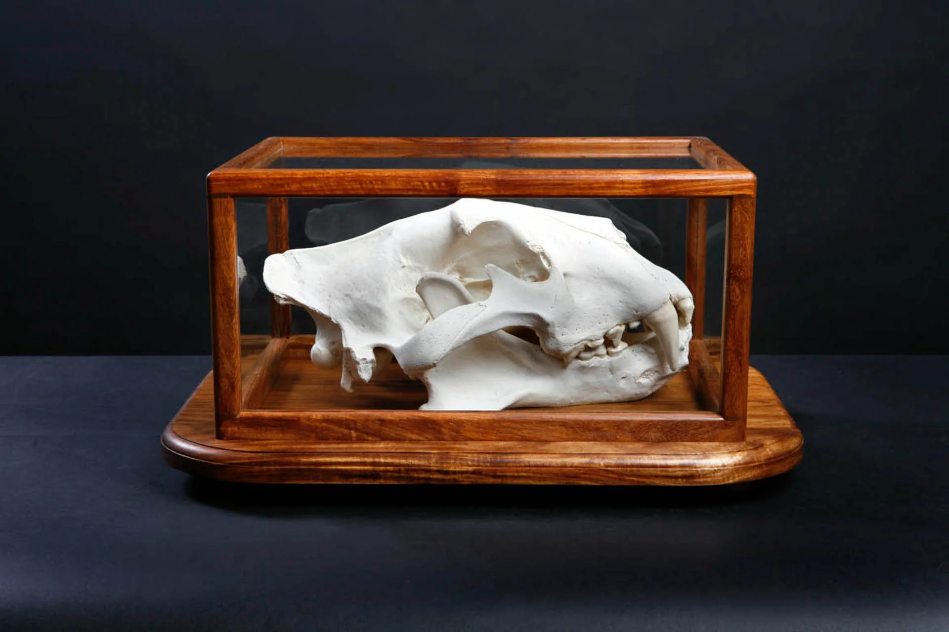Glass case2 Skull Mount — Highveld Taxidermists
