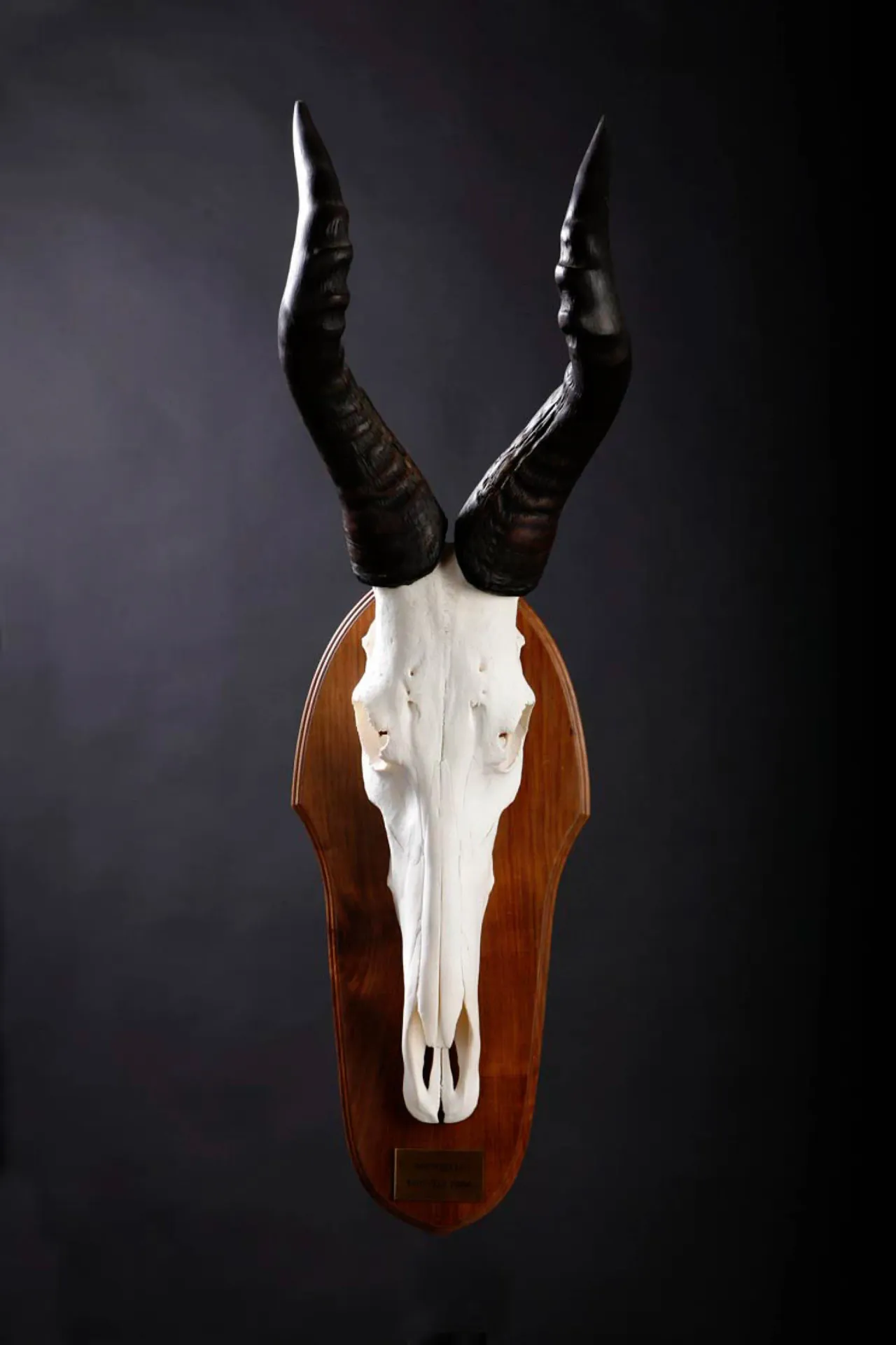 Hartbees Skull Skull Mount — Highveld Taxidermists