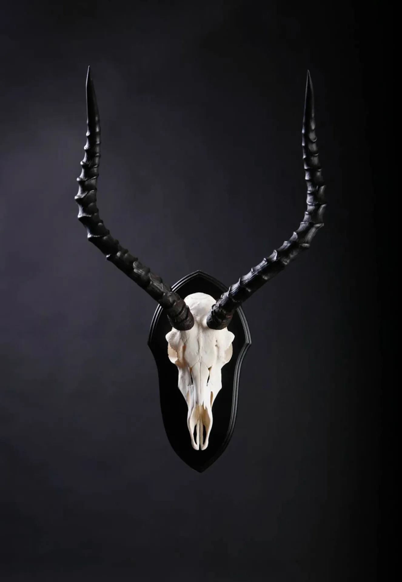 Impala Skull Skull Mount — Highveld Taxidermists