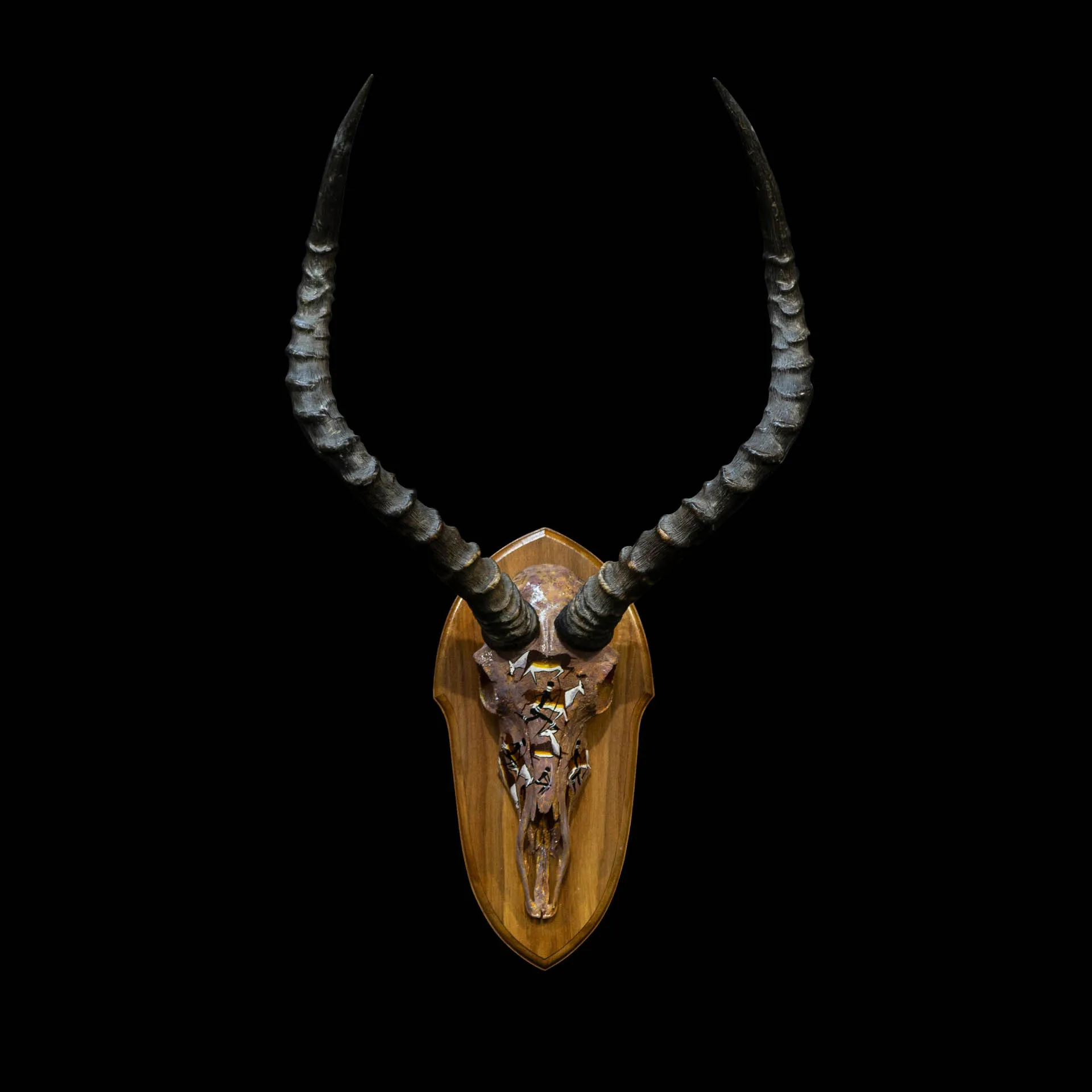 Impala Skull Bushman Kiaat Skull Mount — Highveld Taxidermists