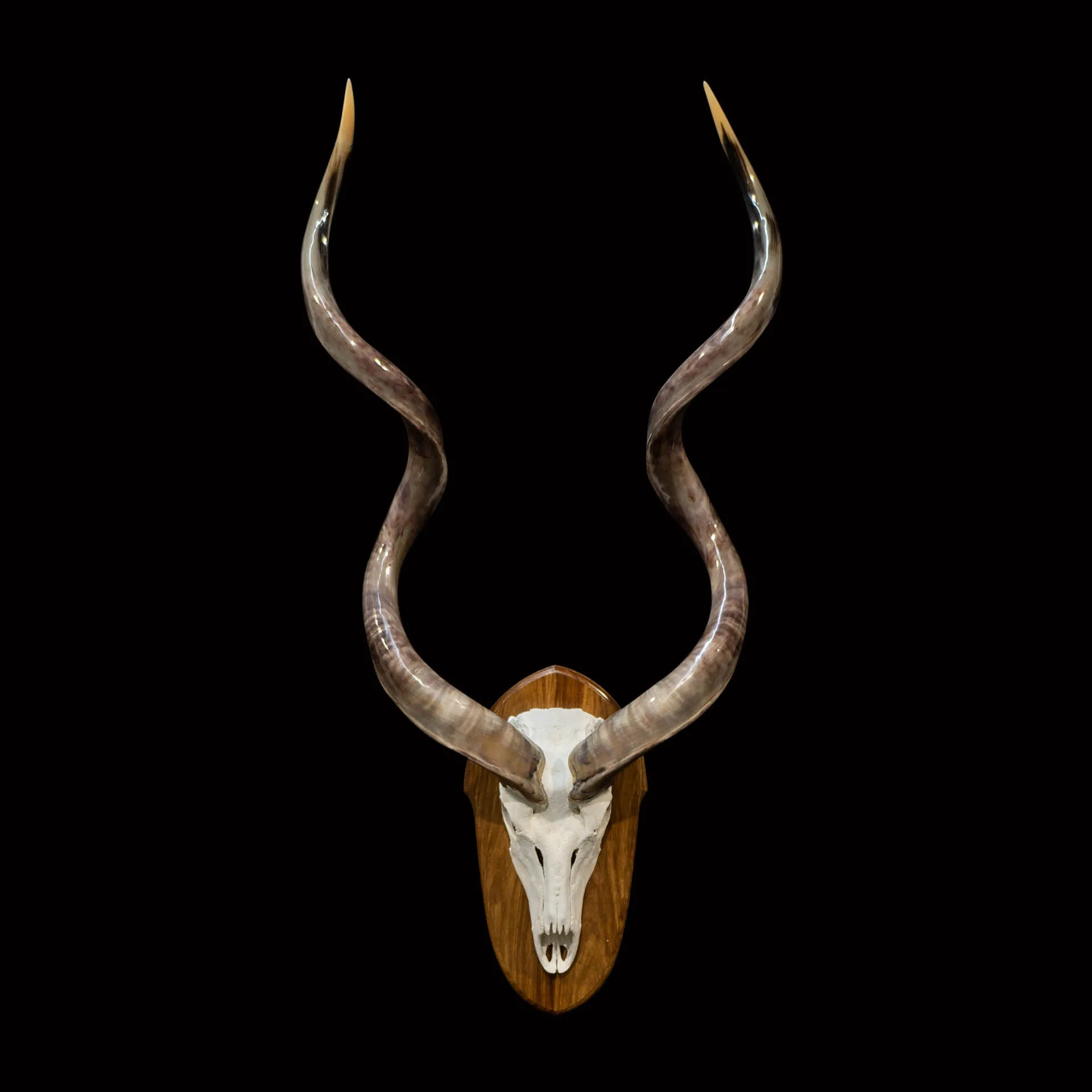 Kudu Skull Polished Skull Mount — Highveld Taxidermists