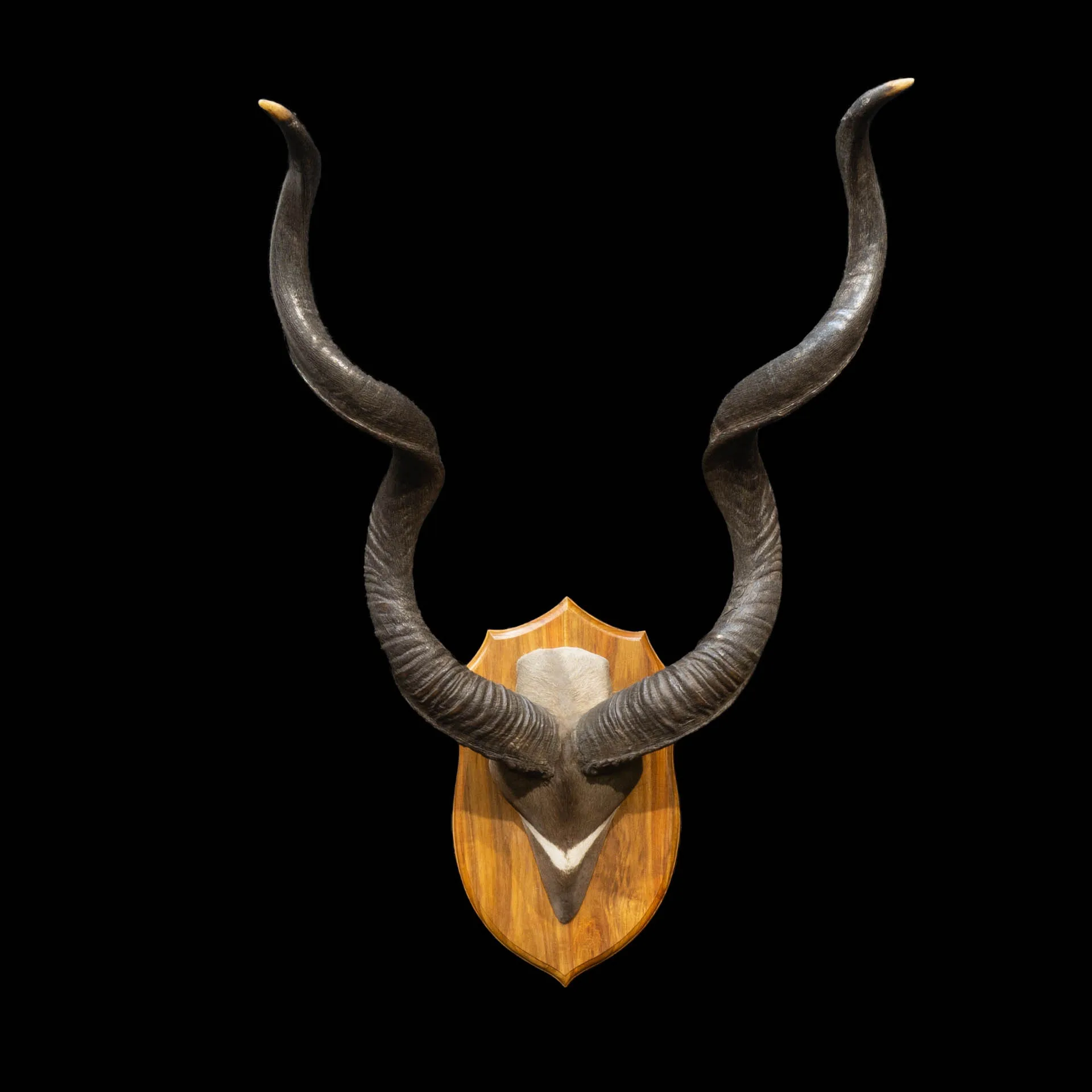 Kudu Skull Short Hair Skull Mount — Highveld Taxidermists