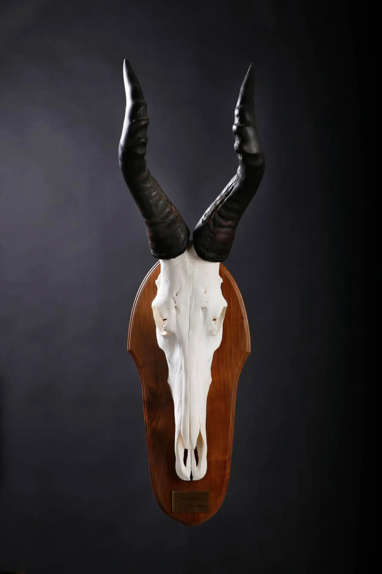 Red Hartbeest Skull Skull Mount — Highveld Taxidermists