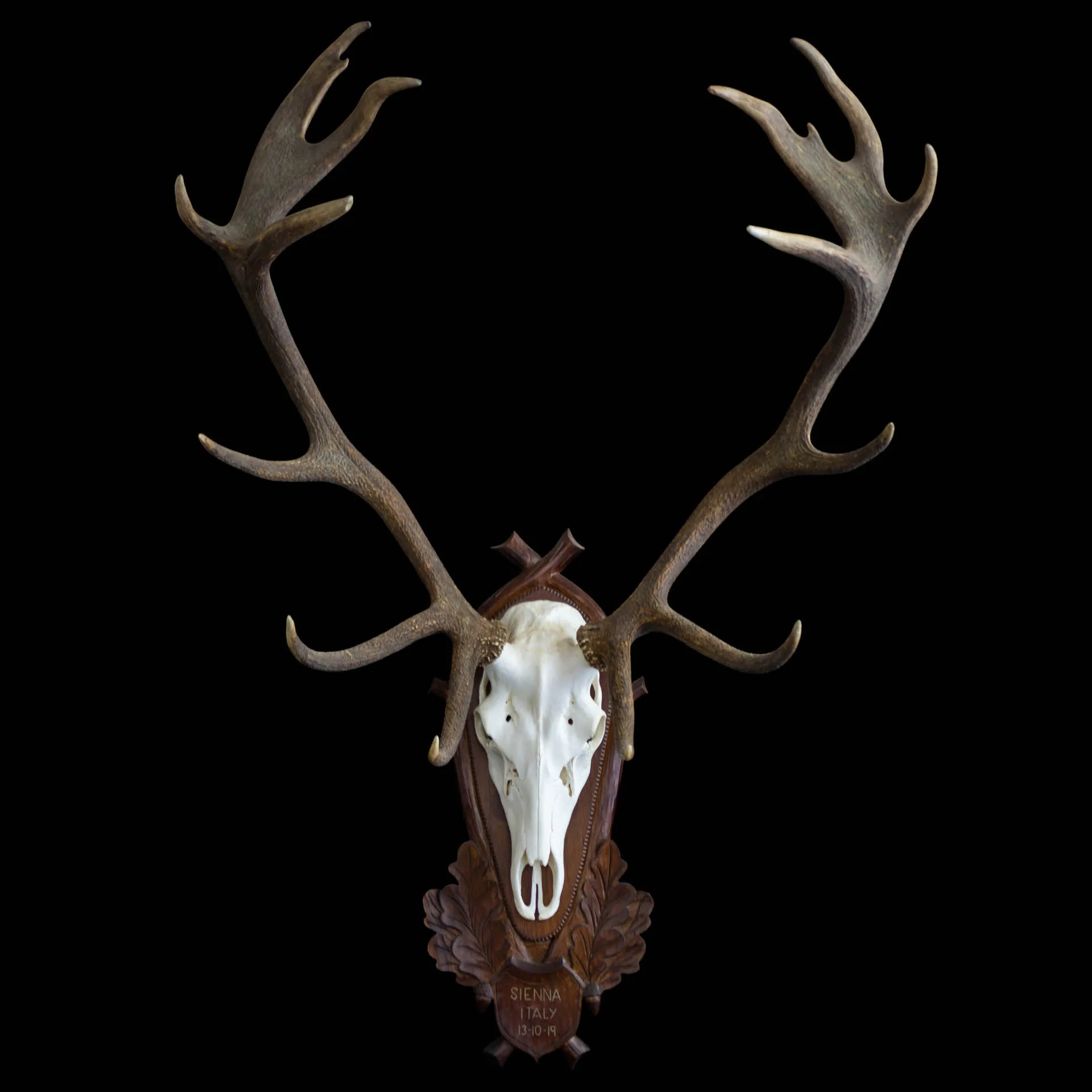 Red Stag Shield Carved Skull Mount — Highveld Taxidermists