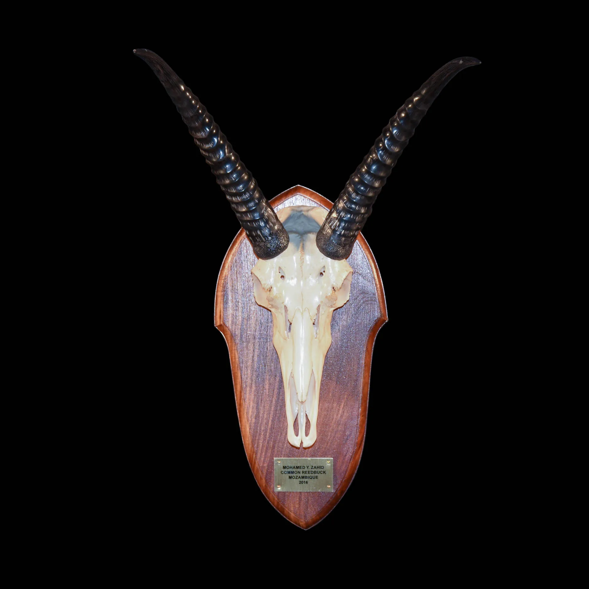 Reedbuck Skull shiny Skull Mount — Highveld Taxidermists