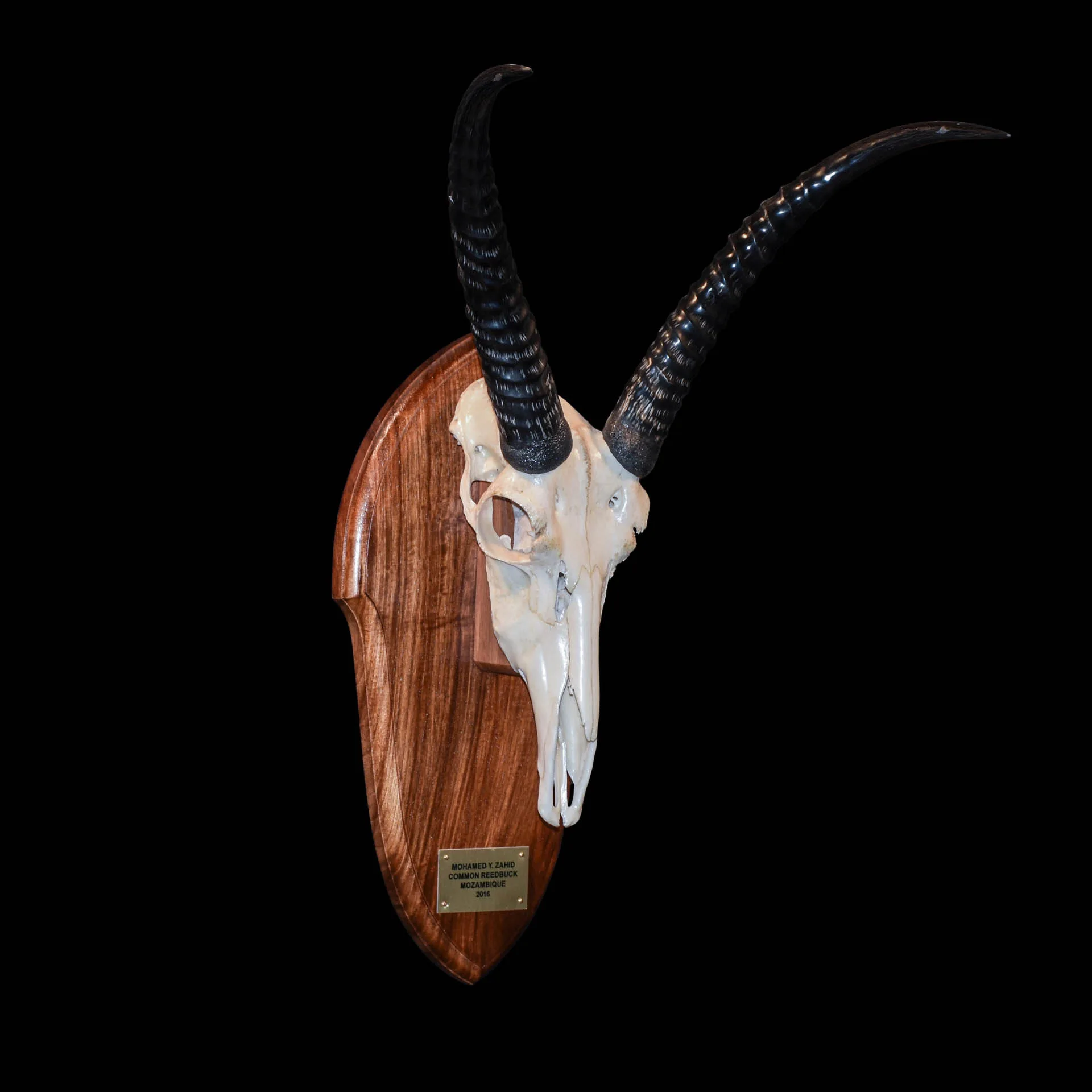 Reedbuck skull shiny side Skull Mount — Highveld Taxidermists