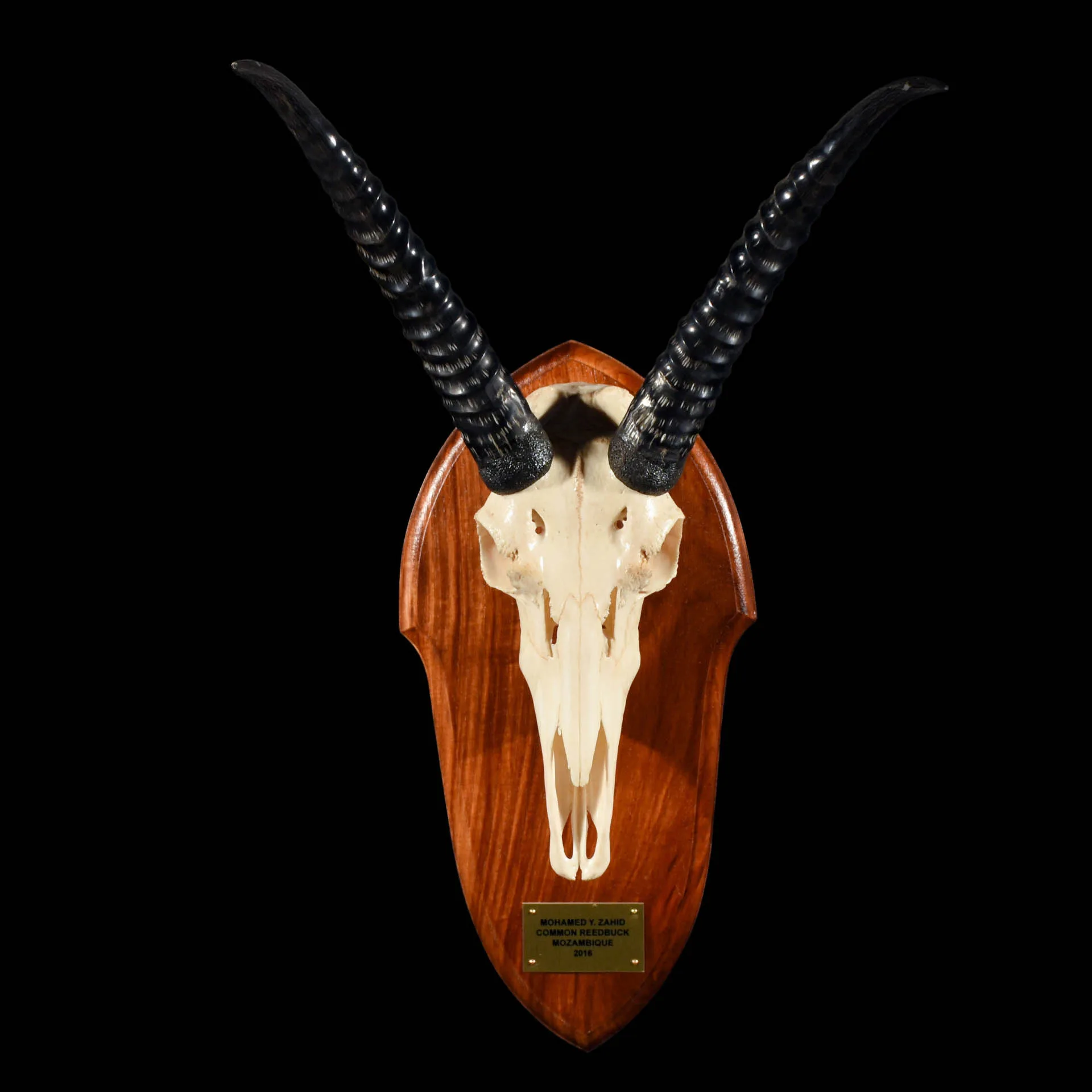 Reedbuck Skull shiny2 Skull Mount — Highveld Taxidermists