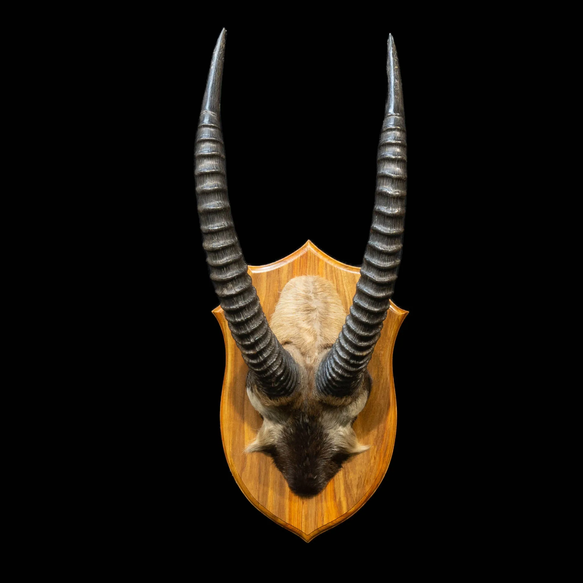 Roan Skull Hair Short Skull Mount — Highveld Taxidermists