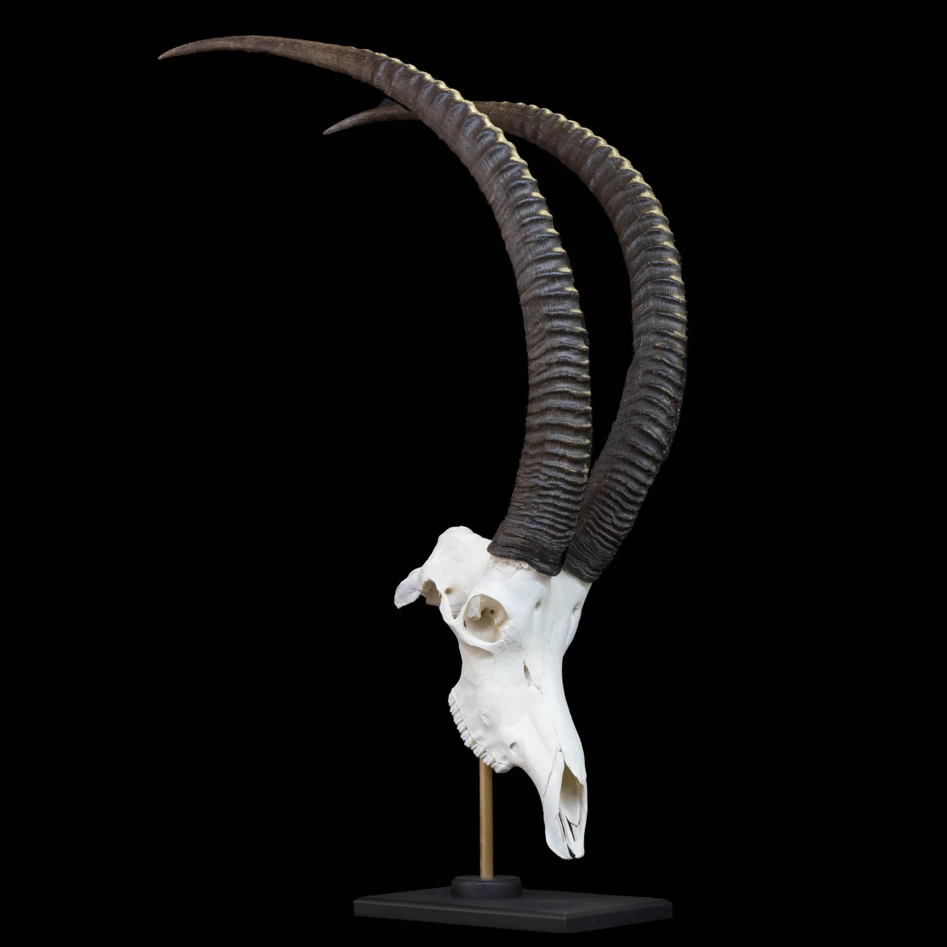 Sable Skull Desktop Side Skull Mount — Highveld Taxidermists