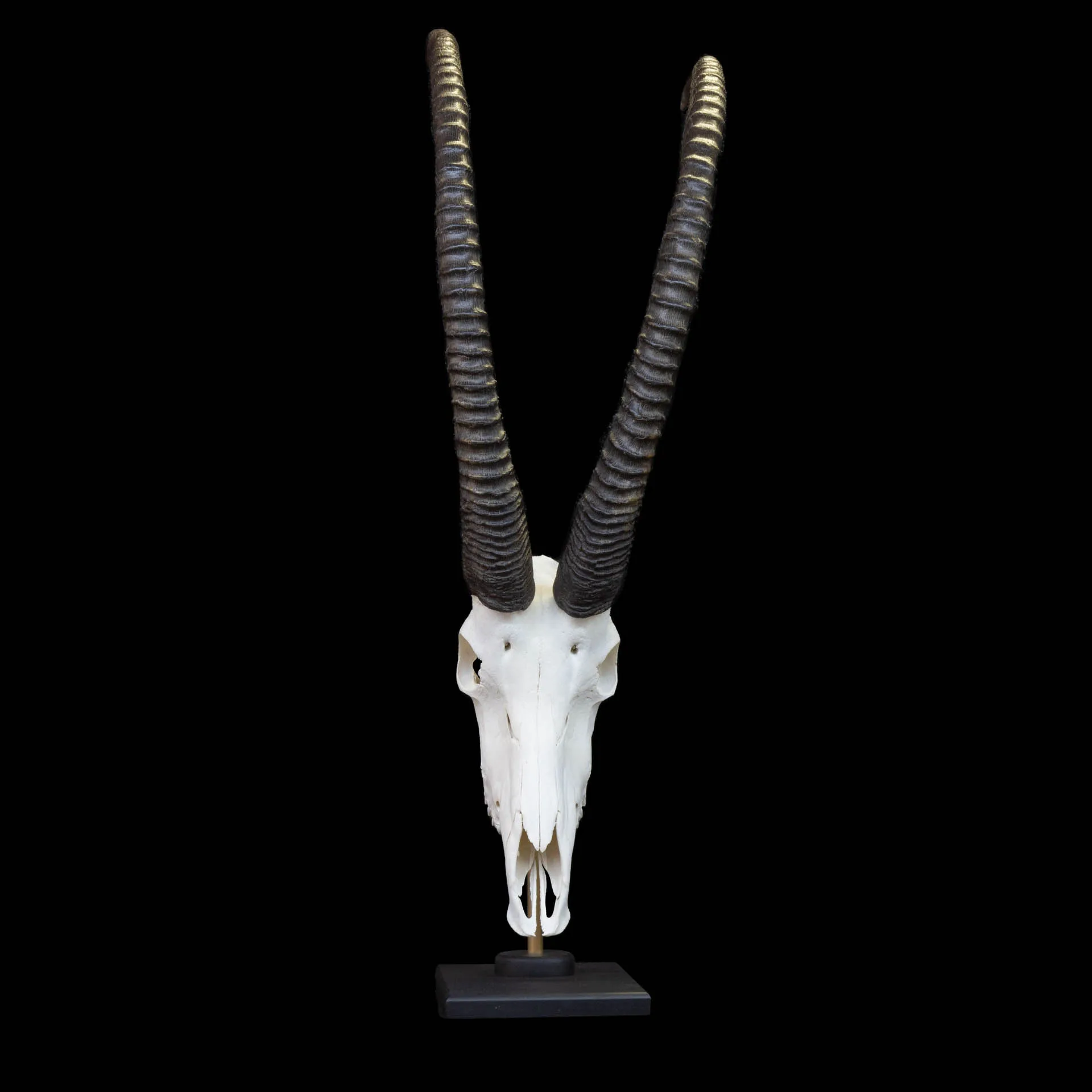 Sable Skull Desktop Skull Mount — Highveld Taxidermists