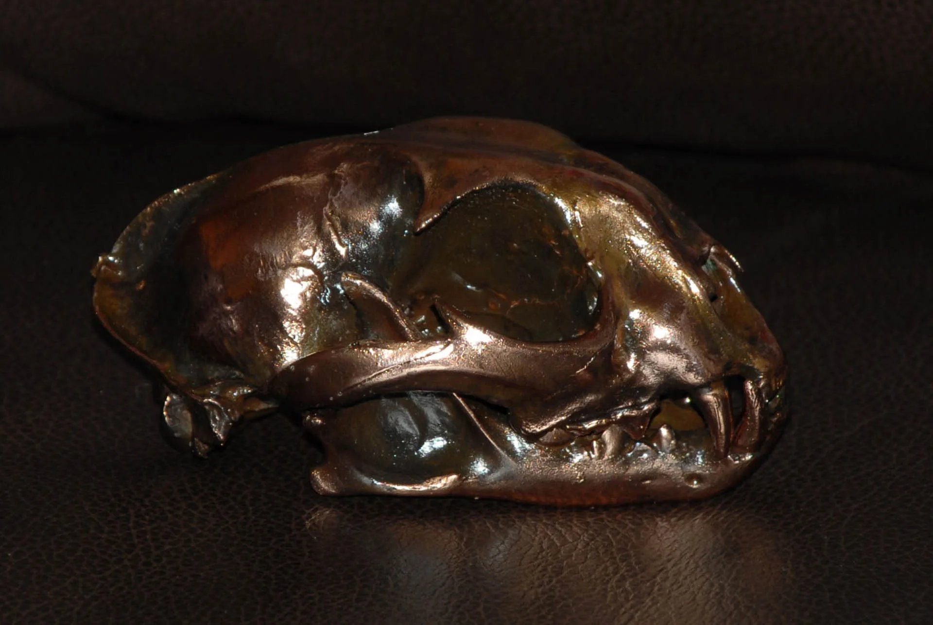 Serval1 Skull Mount — Highveld Taxidermists