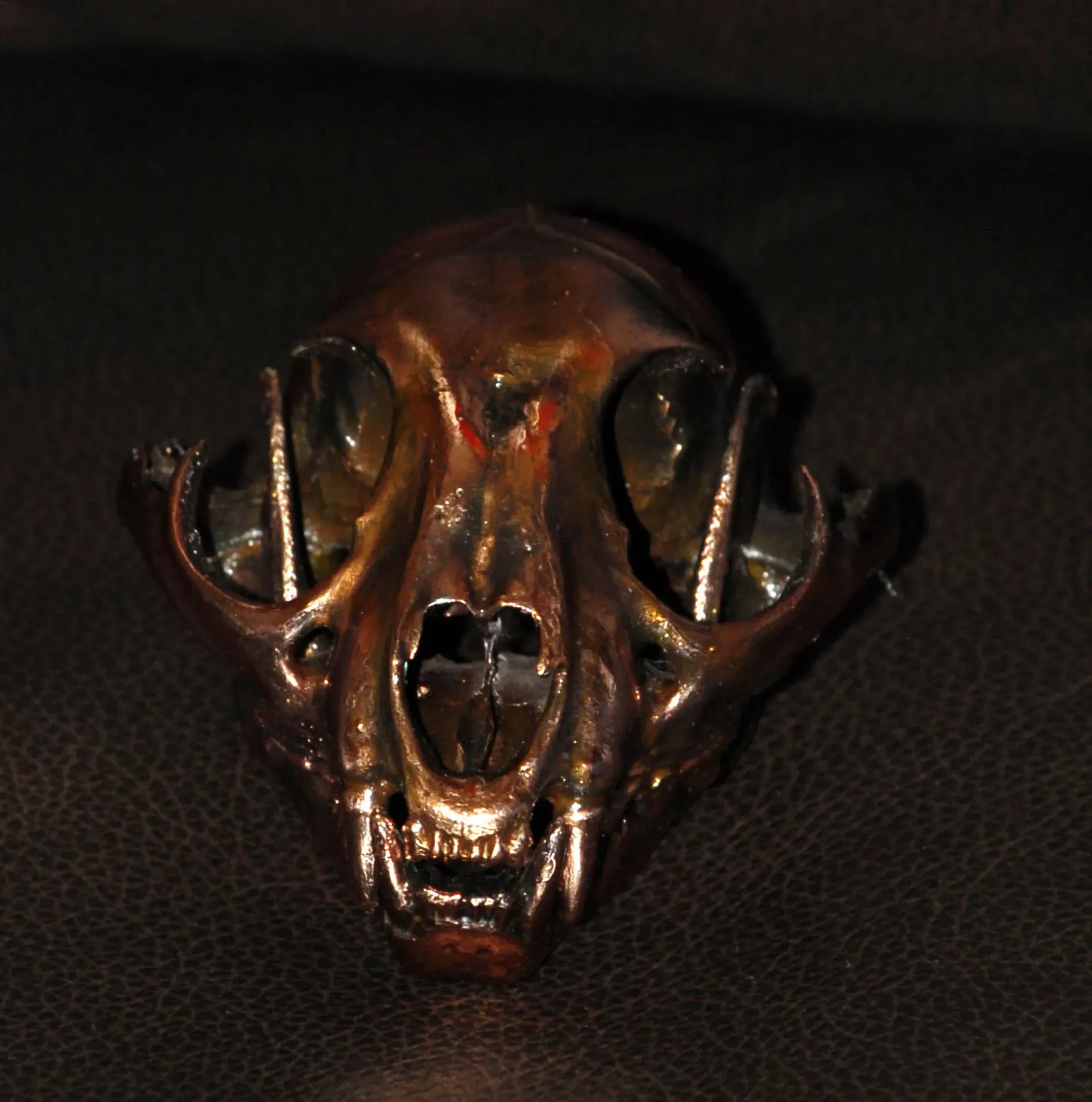 Serval2 Skull Mount — Highveld Taxidermists