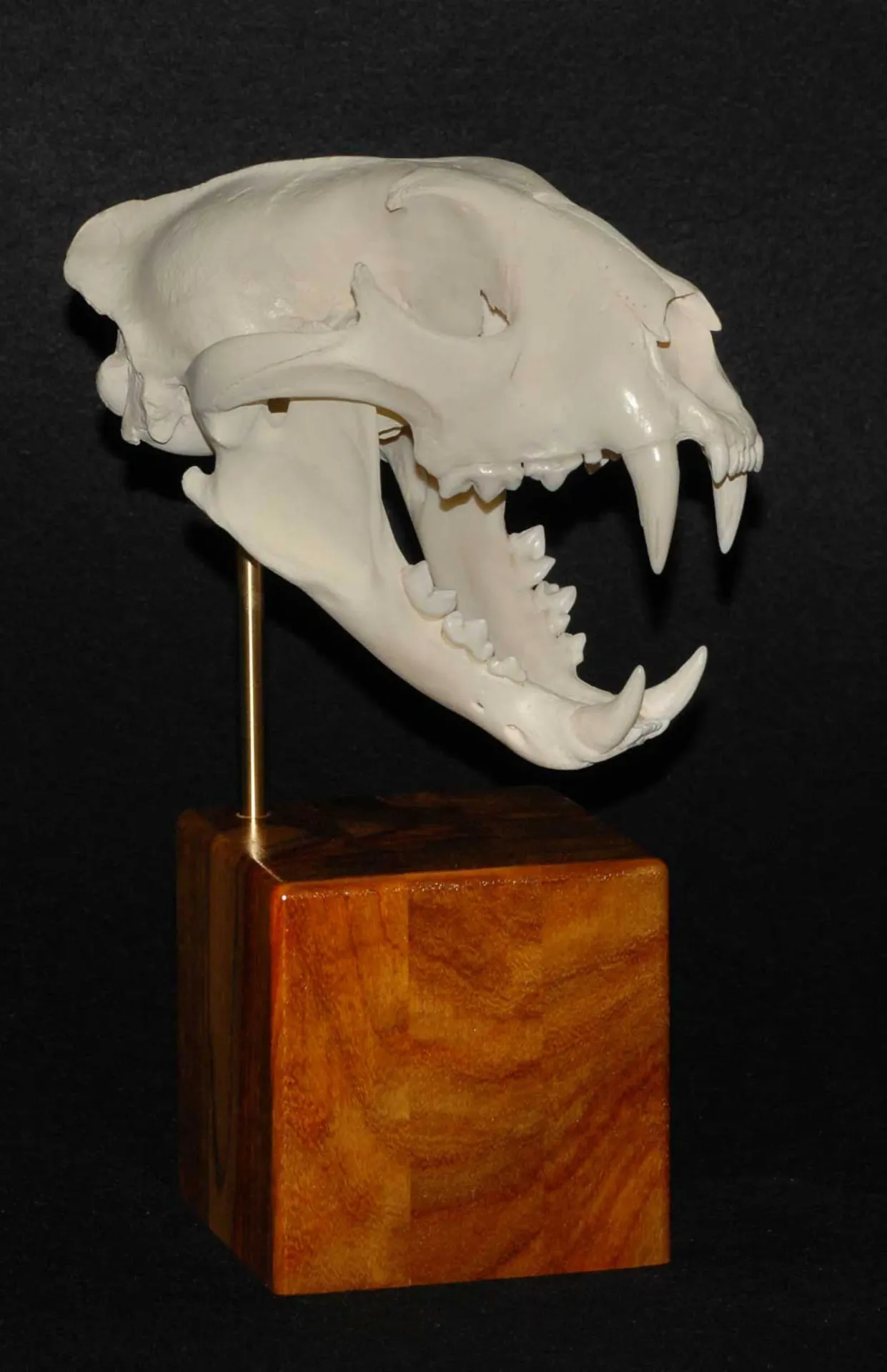 Skull Skull Mount — Highveld Taxidermists