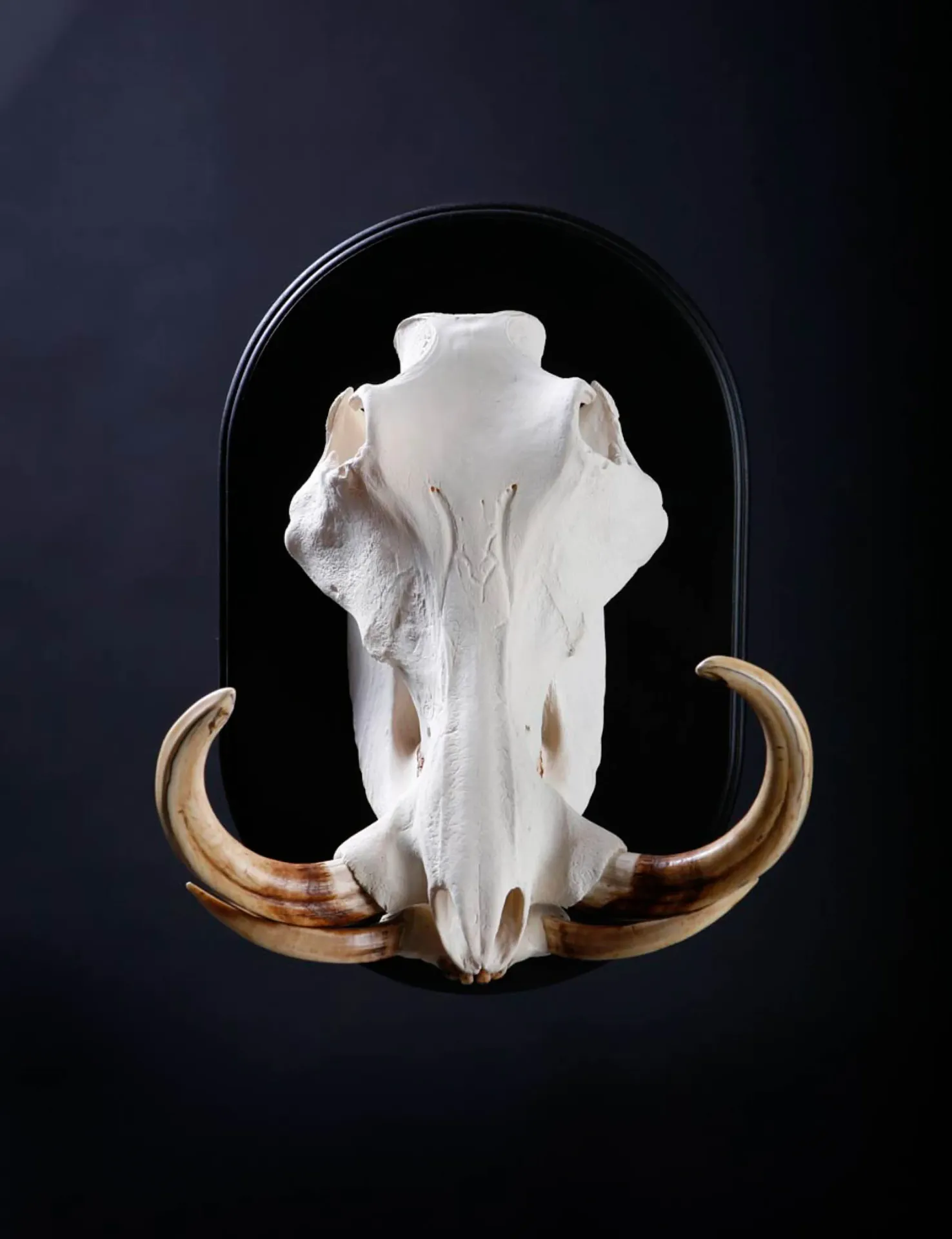 Warthog Skull Skull Mount — Highveld Taxidermists