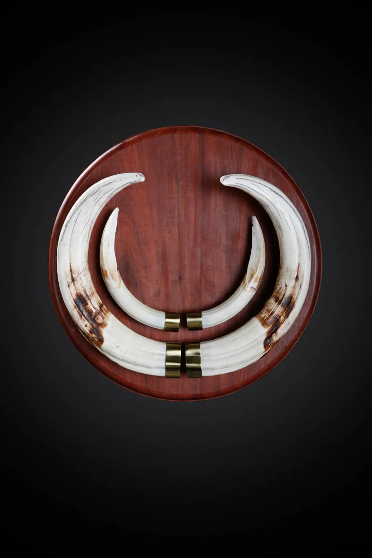 Warthog tusks Skull Mount — Highveld Taxidermists