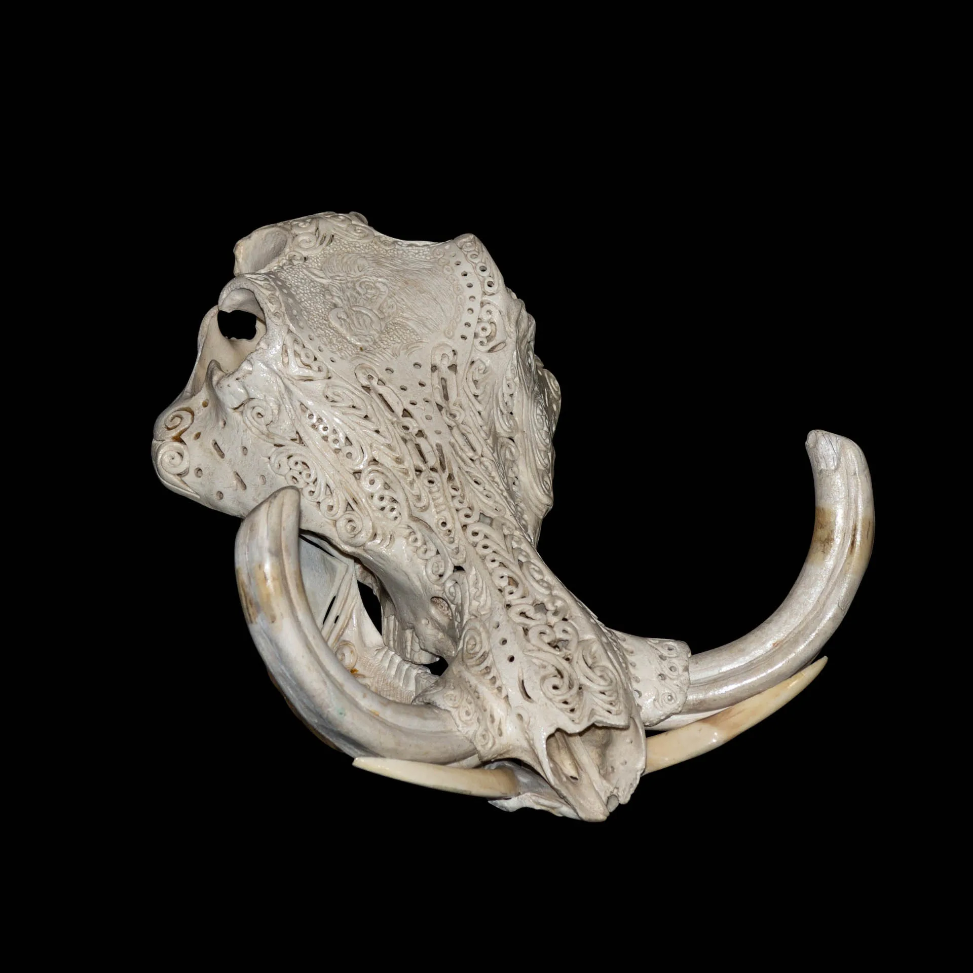 Warthog Carved Desktop Skull Mount — Highveld Taxidermists