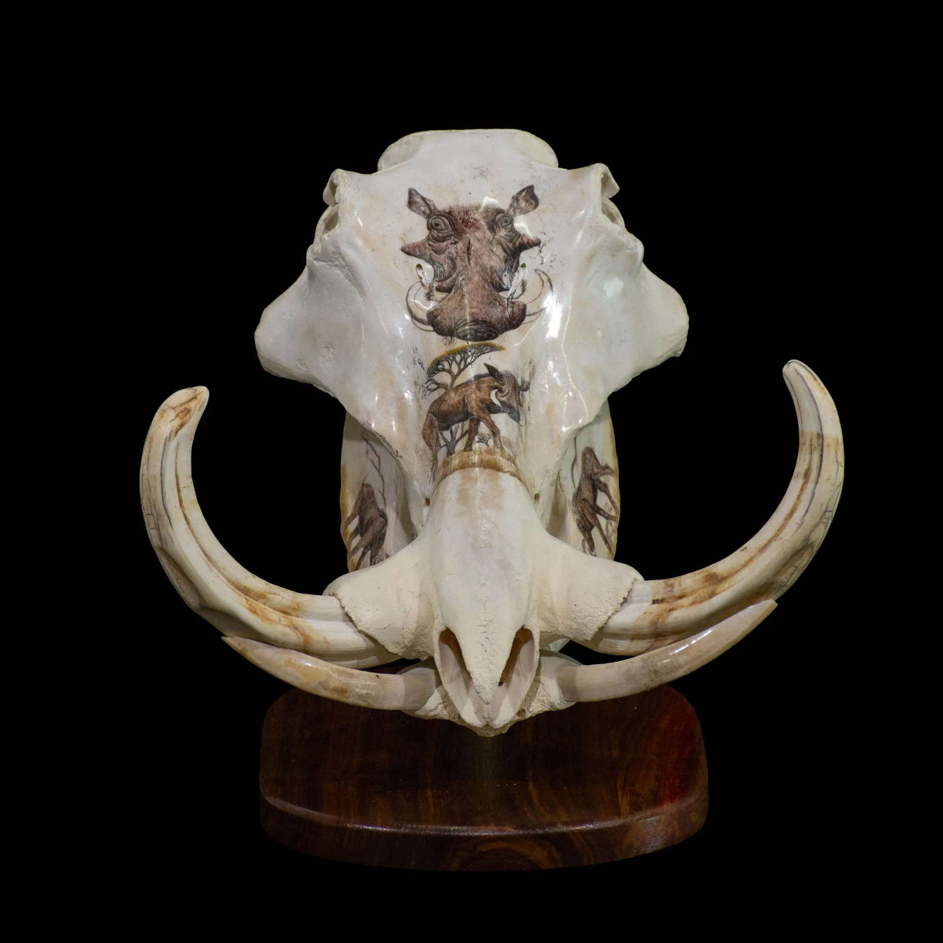 Warthog Scrim Desktop 1 Skull Mount — Highveld Taxidermists