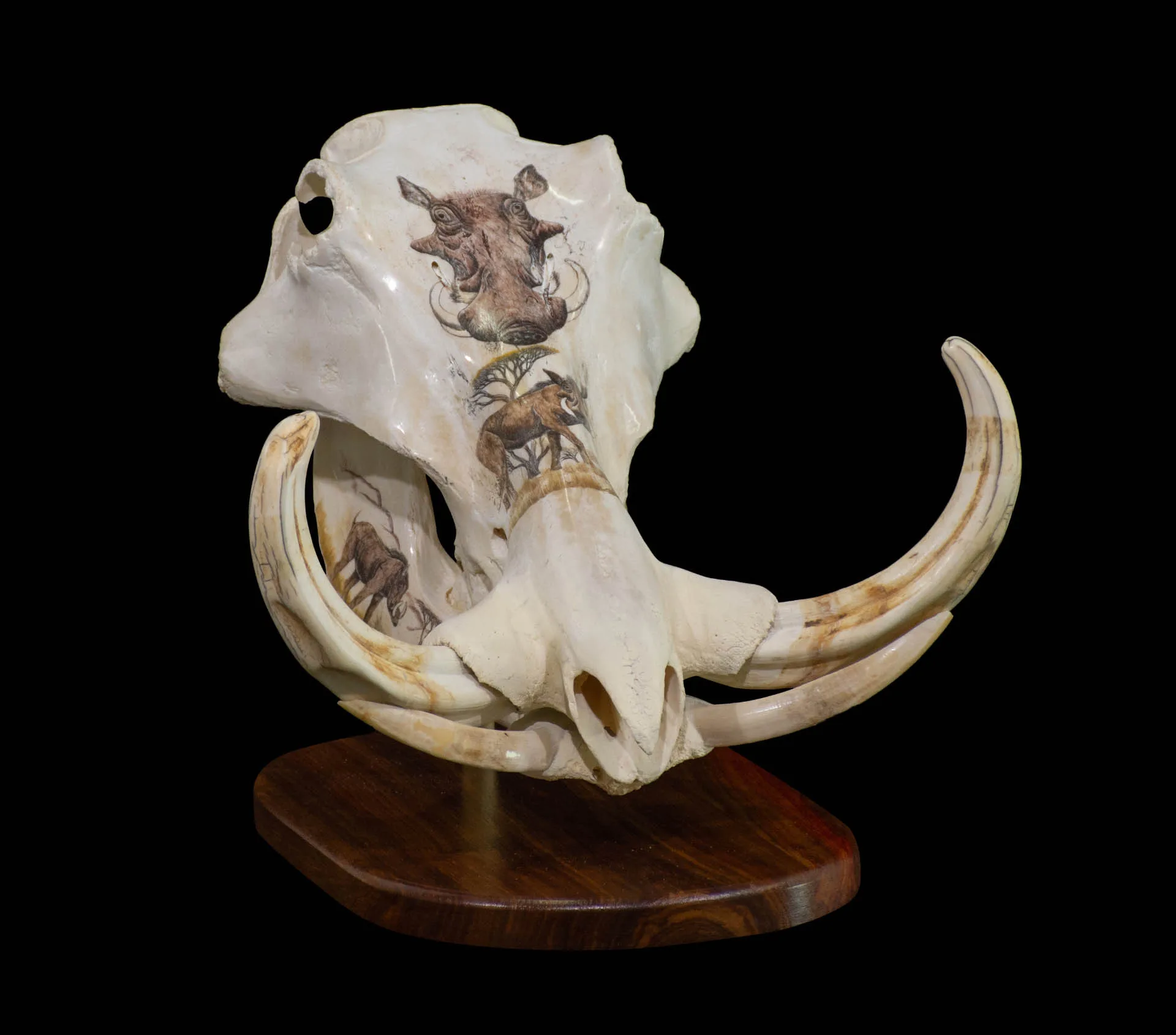 Warthog Scrim Desktop 2 Skull Mount — Highveld Taxidermists