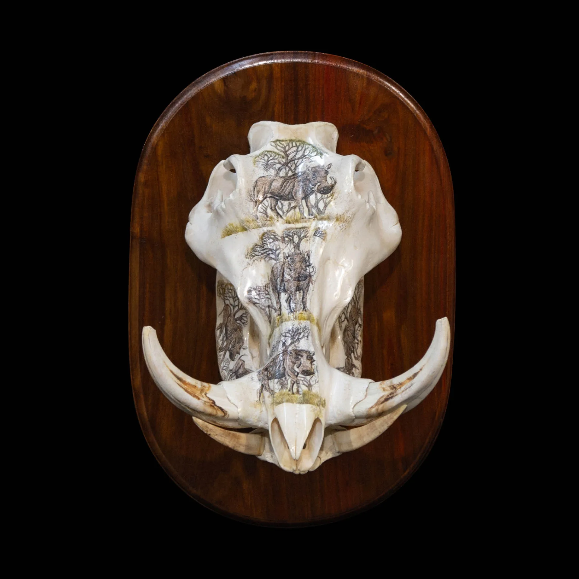 Warthog Skrim Kiaat Skull Mount — Highveld Taxidermists