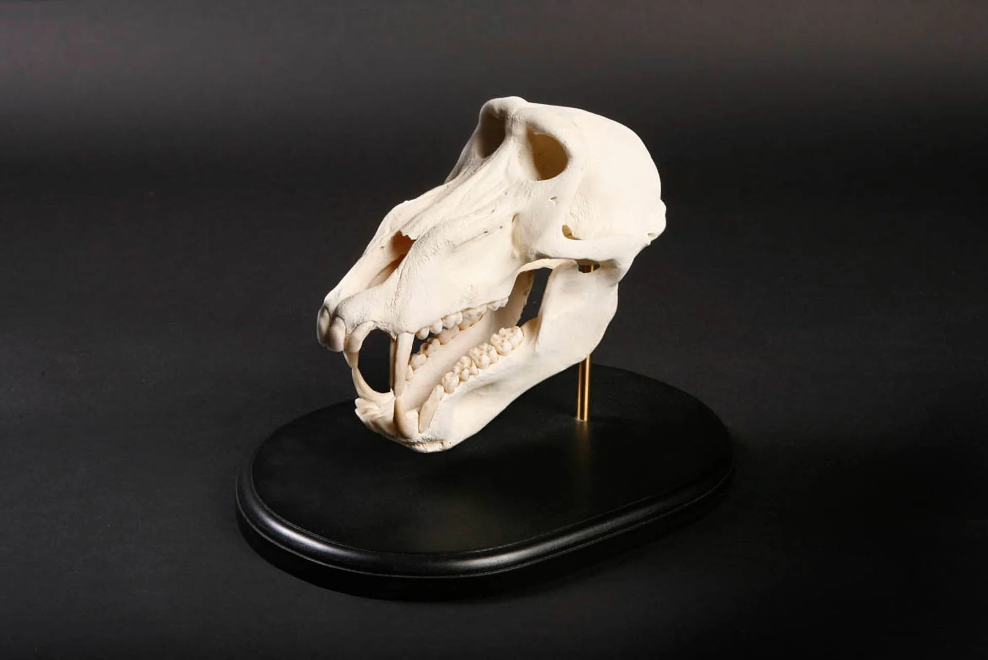 White Baboon Skull Skull Mount — Highveld Taxidermists