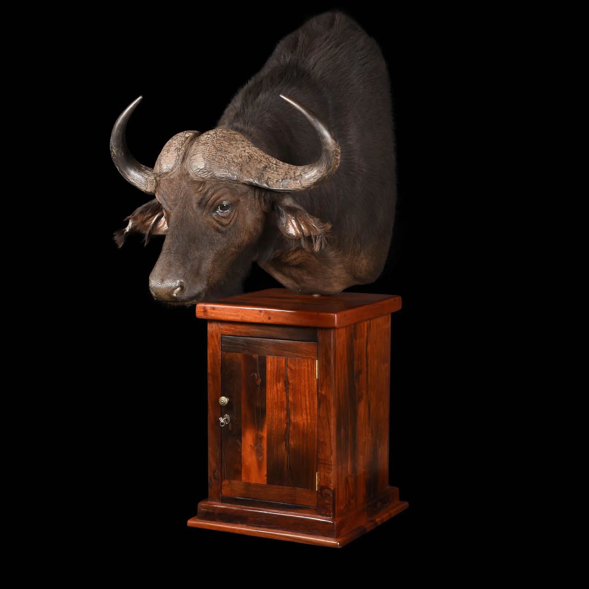 Buffalo pedestal side Pedestal Mount — Highveld Taxidermists