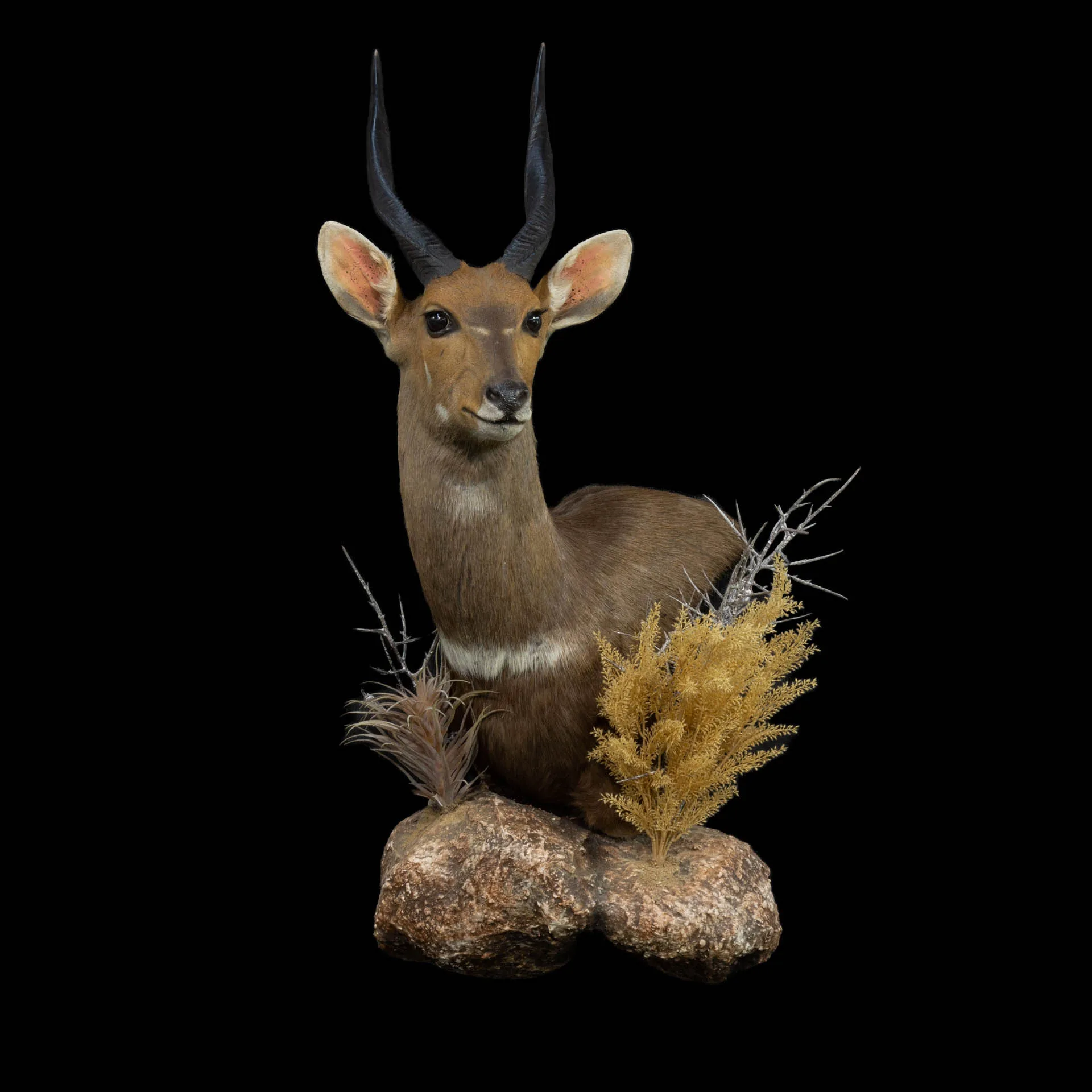 Bushbuck Wall PD Habitat Pedestal Mount — Highveld Taxidermists