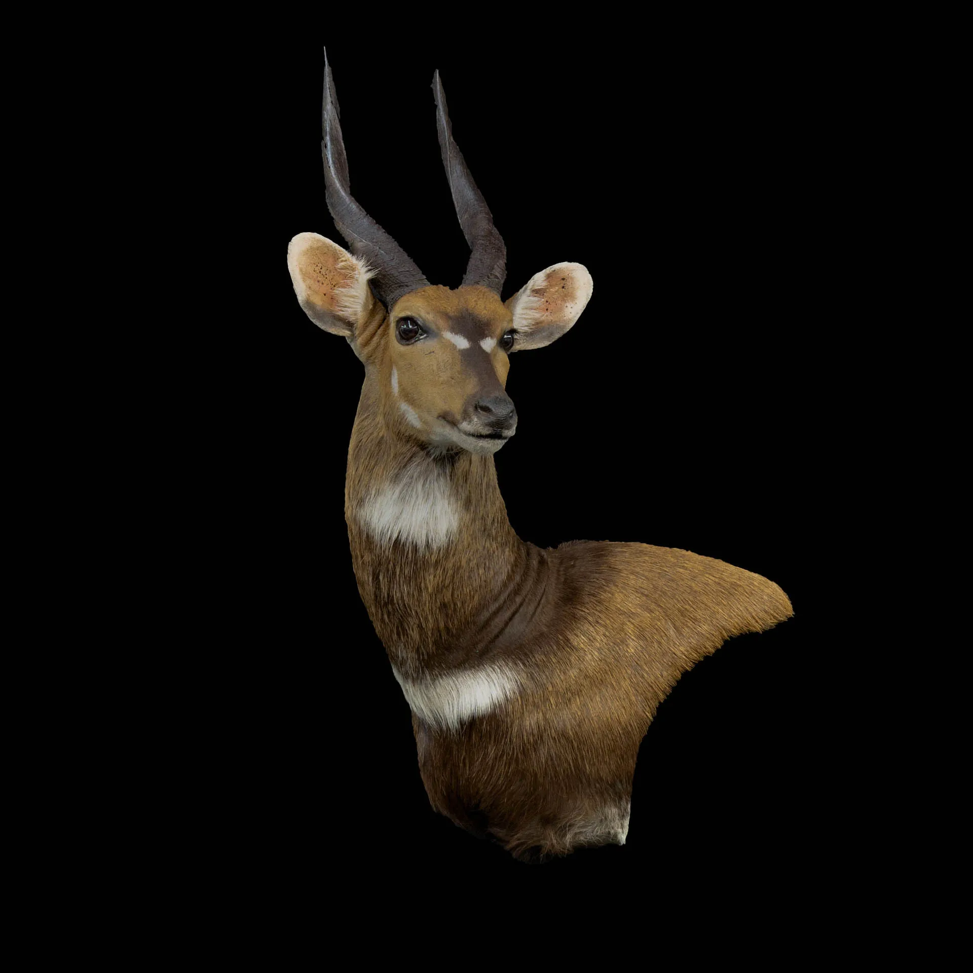 Bushbuck Wall Ped Arch Pedestal Mount — Highveld Taxidermists