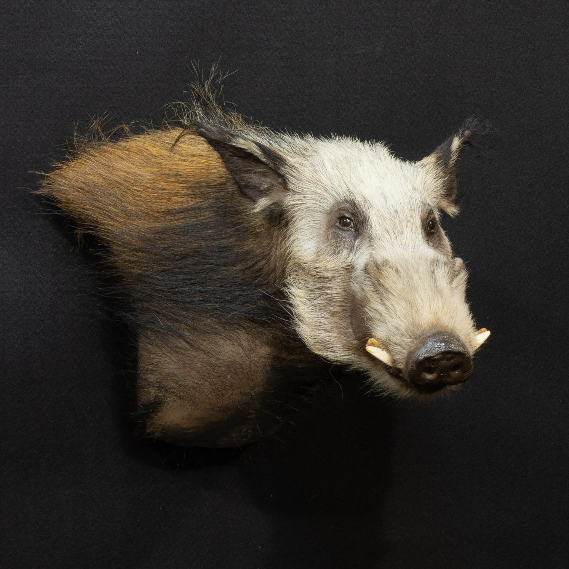 Bushpig Wall Pedestal Pedestal Mount — Highveld Taxidermists