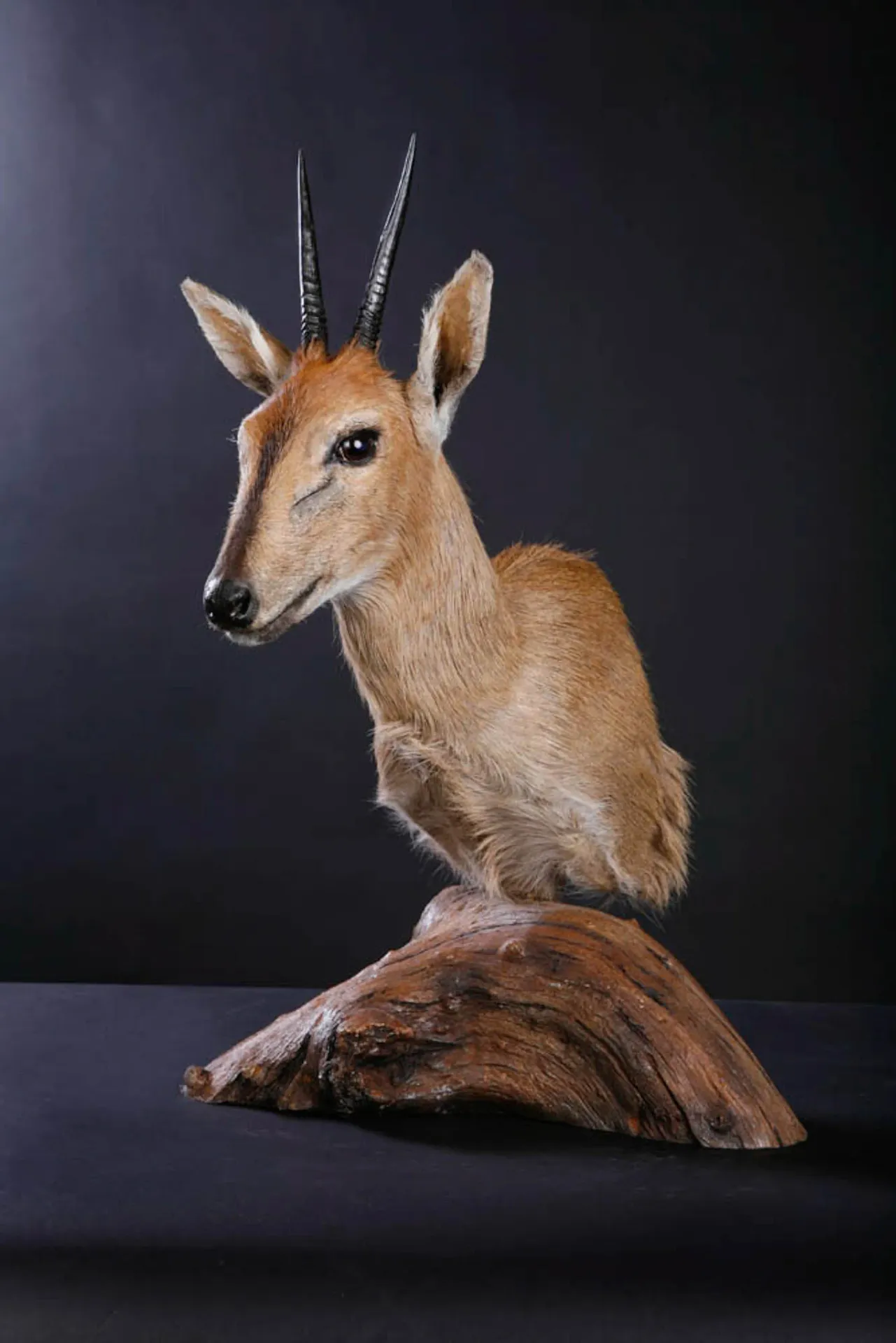 Duiker Pedestal (2) Pedestal Mount — Highveld Taxidermists