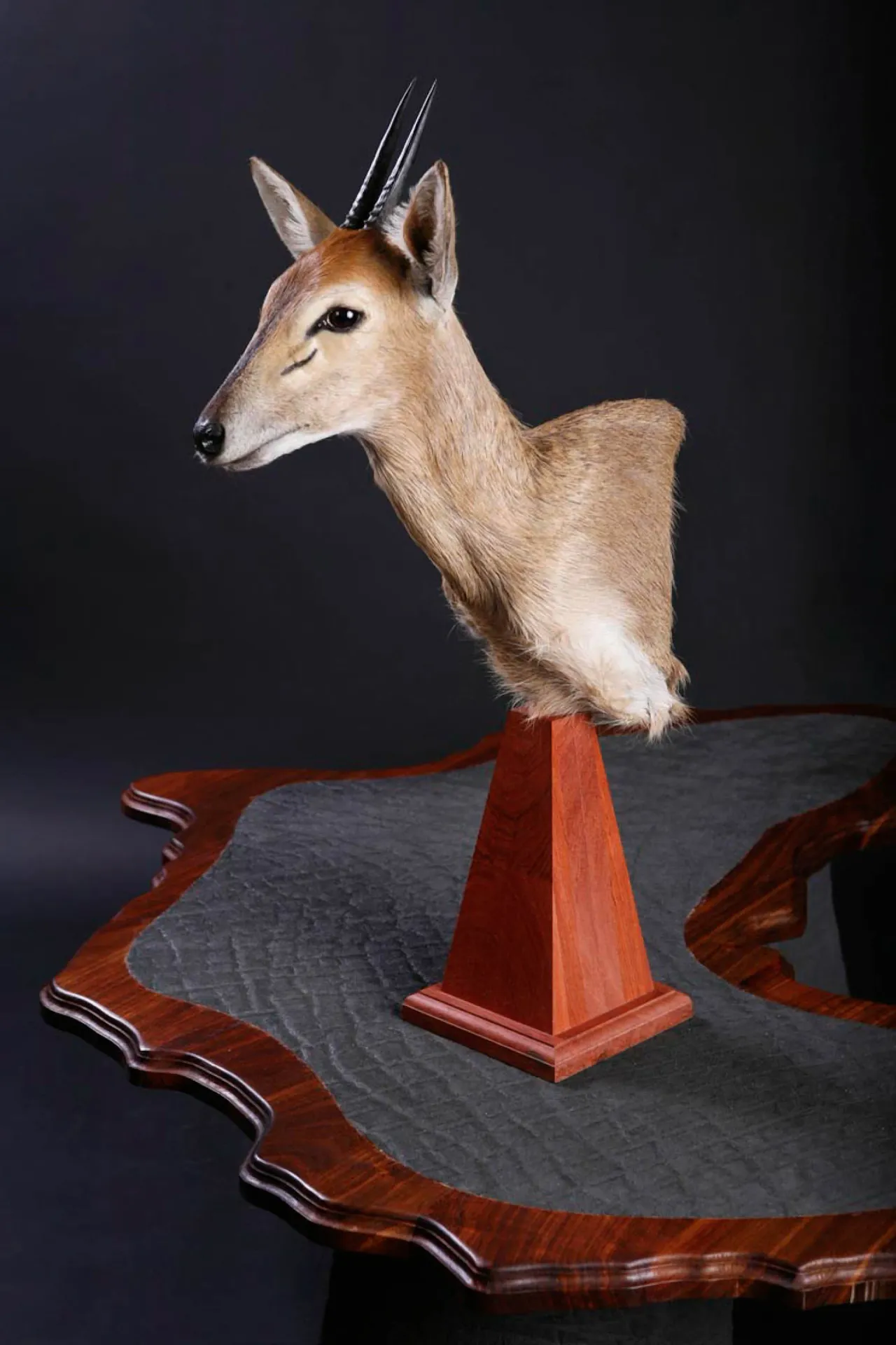 Duiker pedestal Pedestal Mount — Highveld Taxidermists