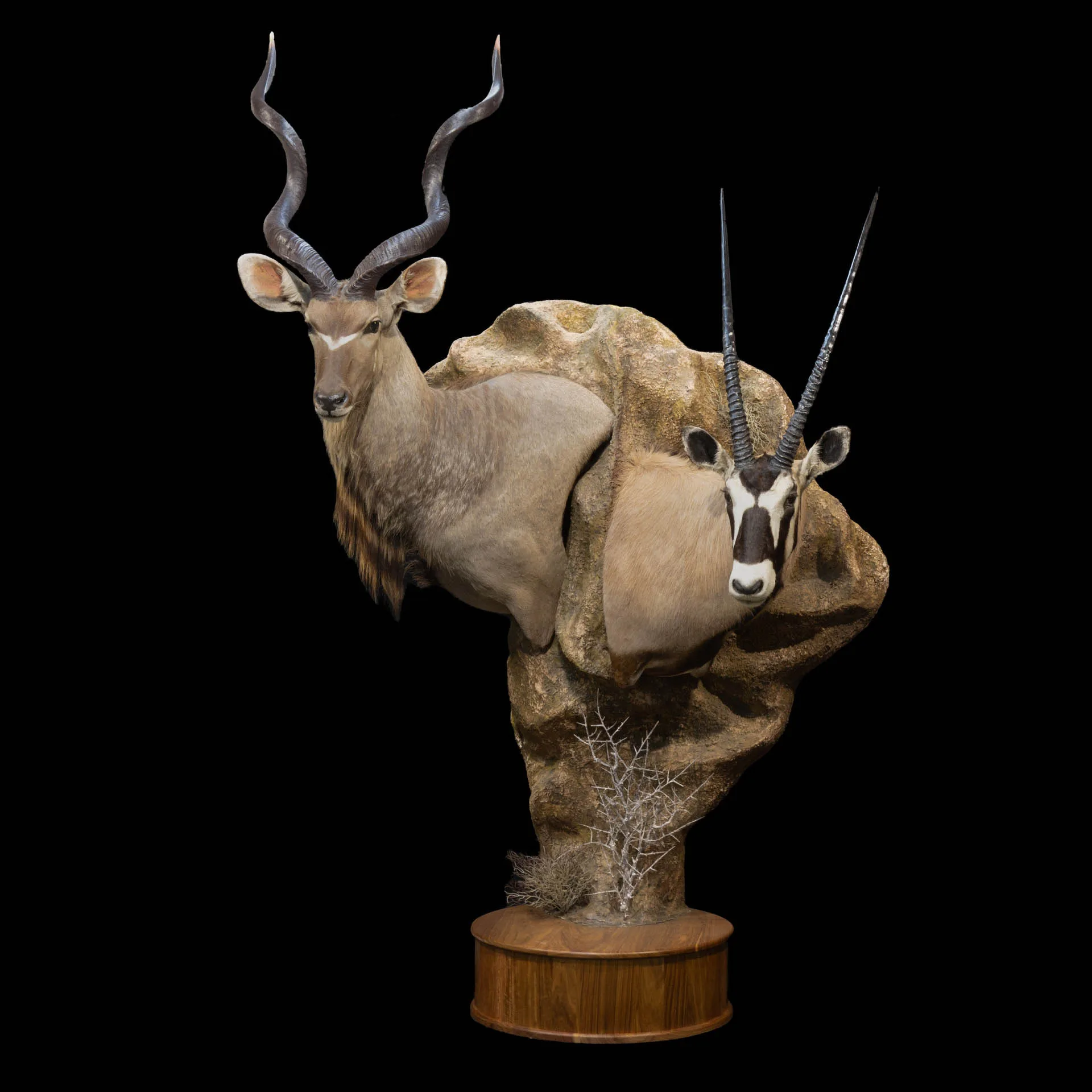 Gemsbok Kudu Africa Floor 1 Pedestal Mount — Highveld Taxidermists