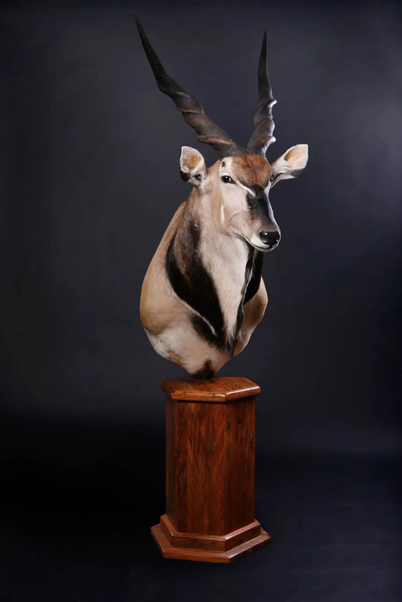 Giant Eland1 Pedestal Mount — Highveld Taxidermists