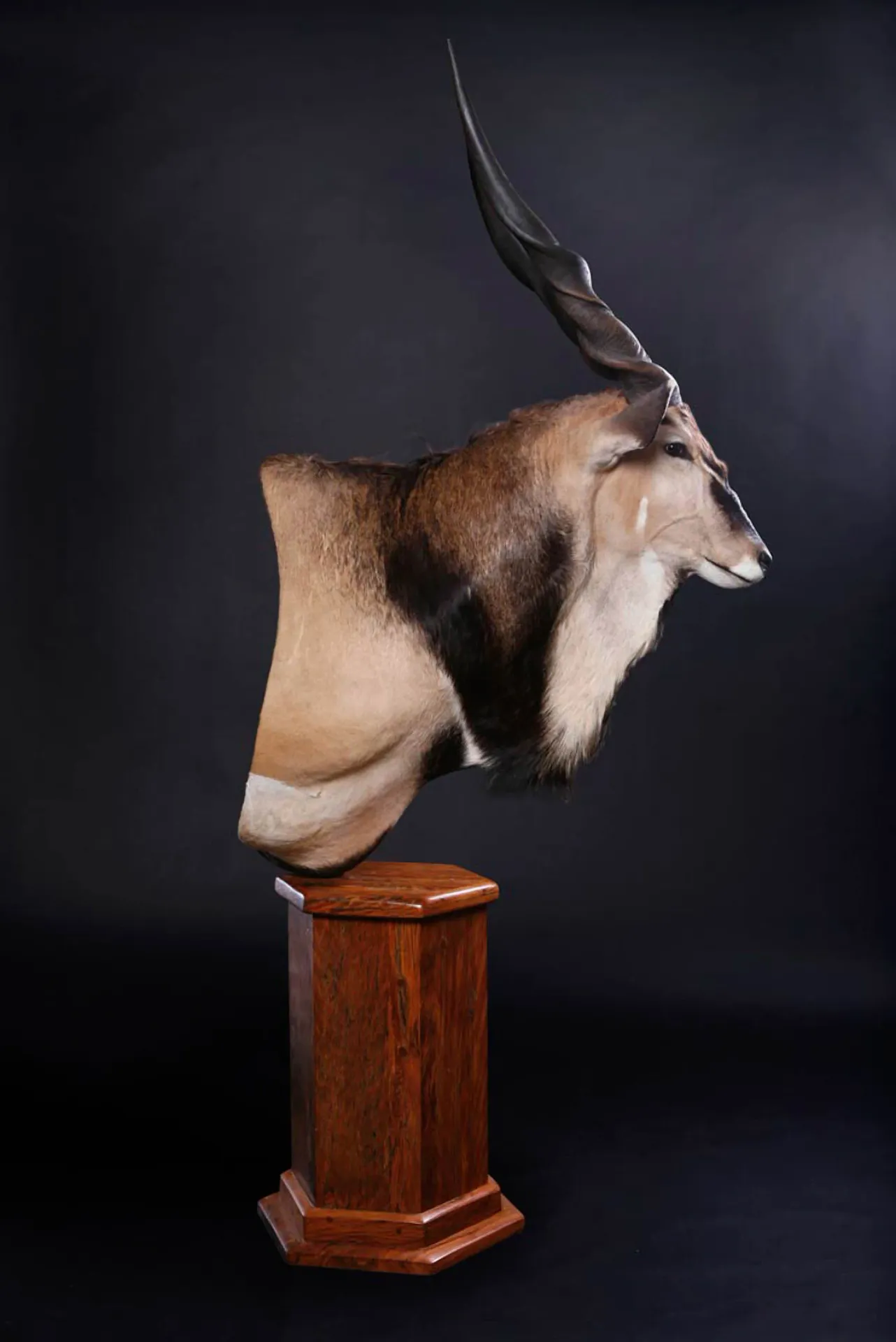 Giant Eland2 Pedestal Mount — Highveld Taxidermists