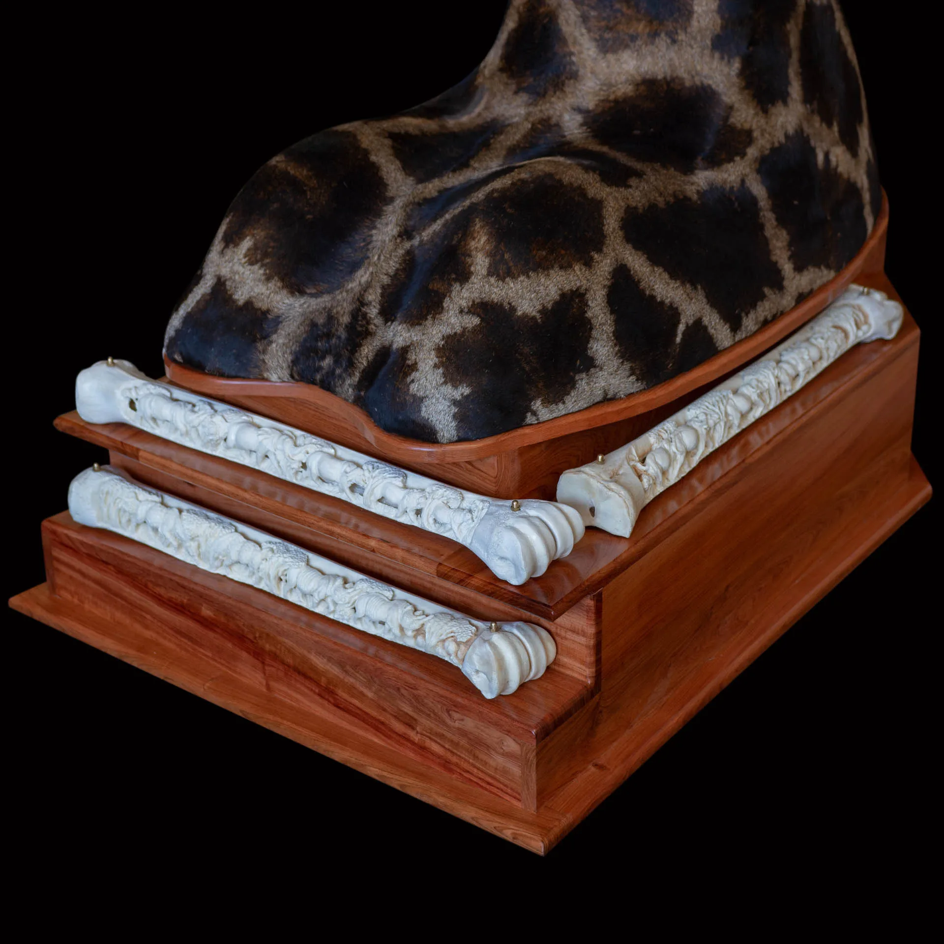 Giraffe Floor Pedestal Closeup 2 Pedestal Mount — Highveld Taxidermists