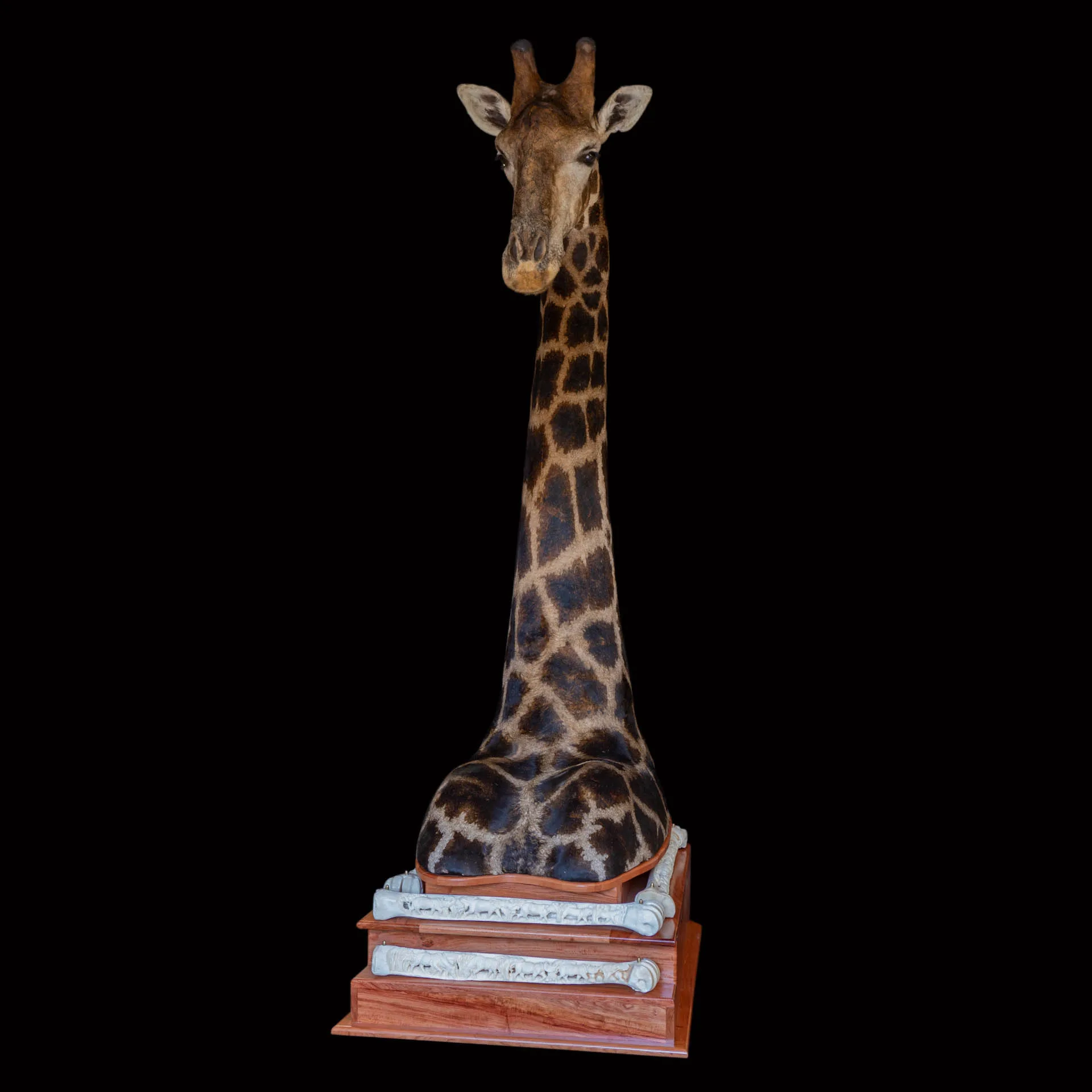 Giraffe Floor Pedestal Front Pedestal Mount — Highveld Taxidermists