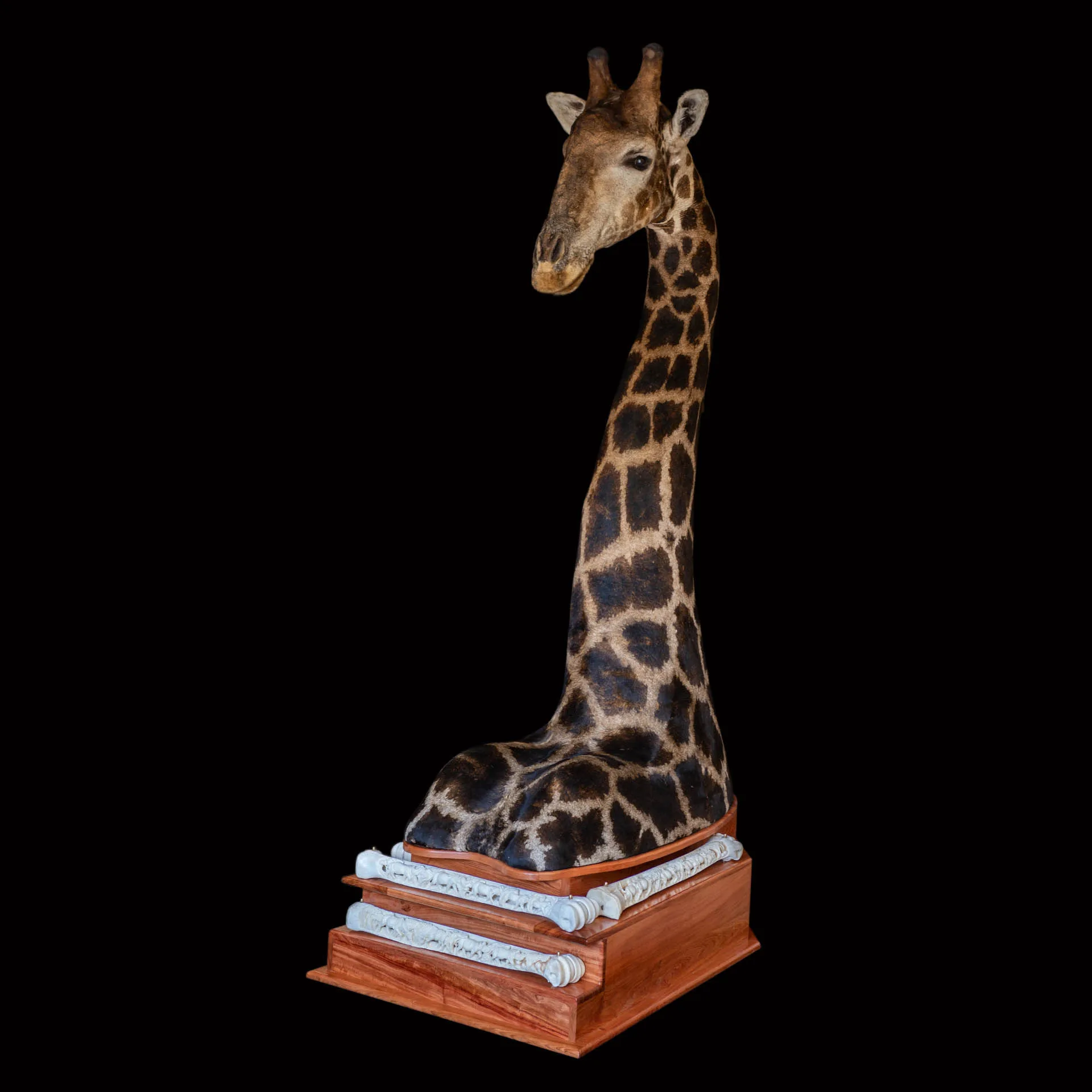 Giraffe Floor Pedestal Side Pedestal Mount — Highveld Taxidermists