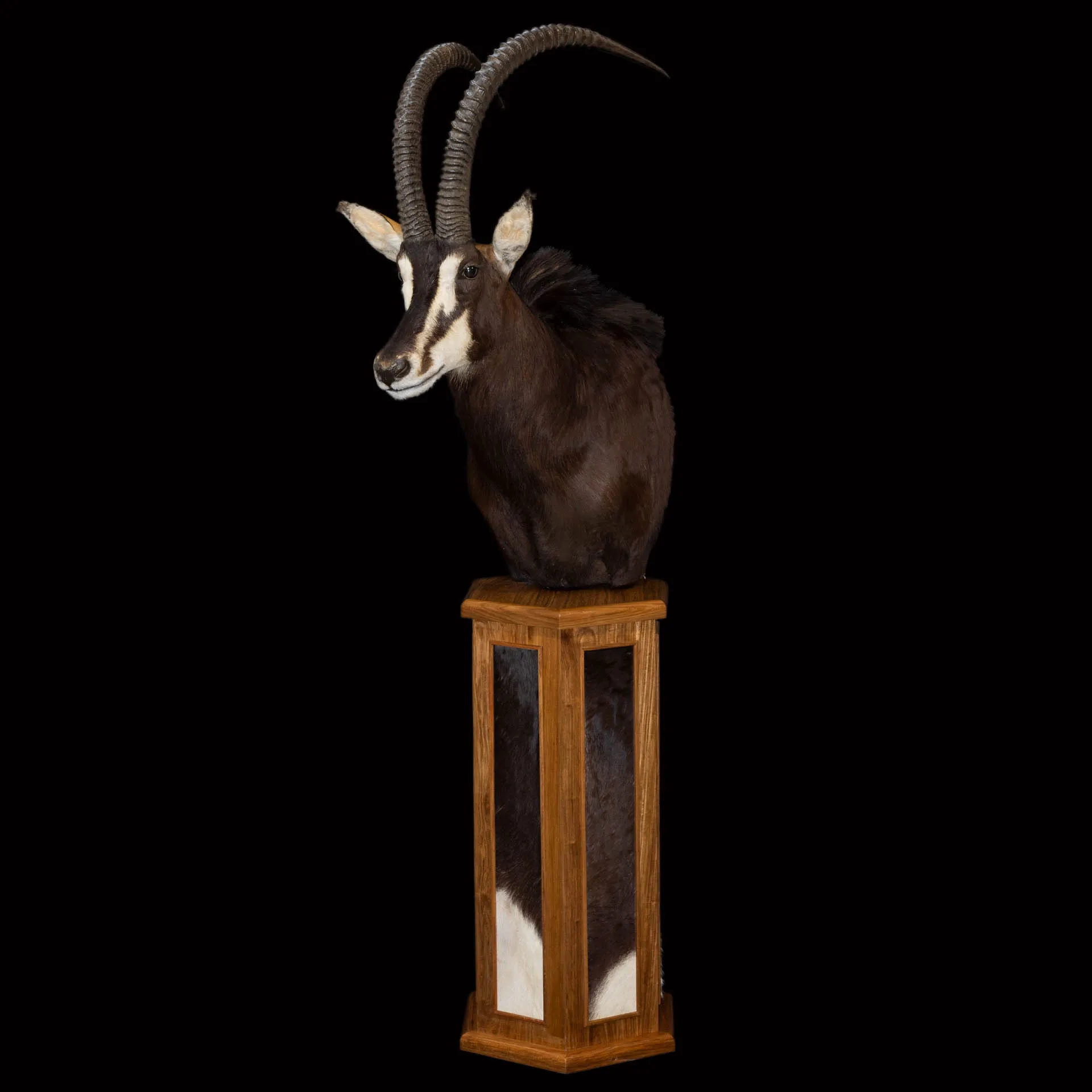 Sable Kiaat Inlays Pedestal Mount — Highveld Taxidermists
