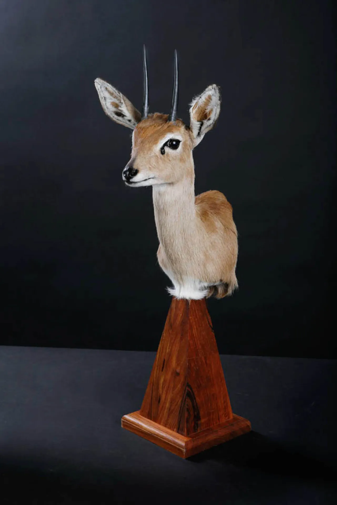 Steenbok Pedestal Pedestal Mount — Highveld Taxidermists