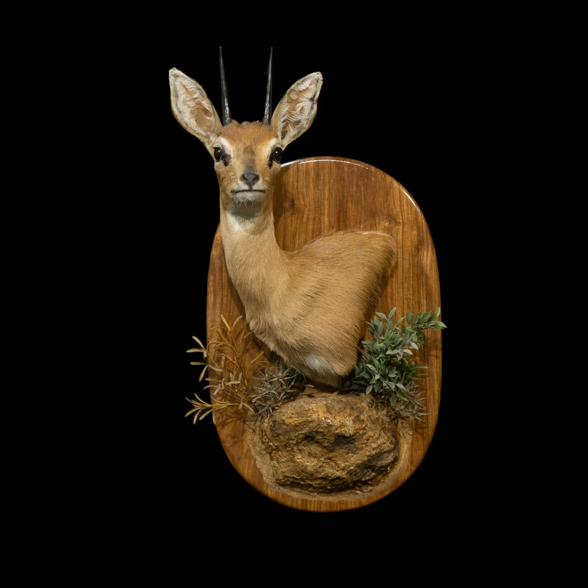 Steenbok Wall Pedestal Habitat Pedestal Mount — Highveld Taxidermists