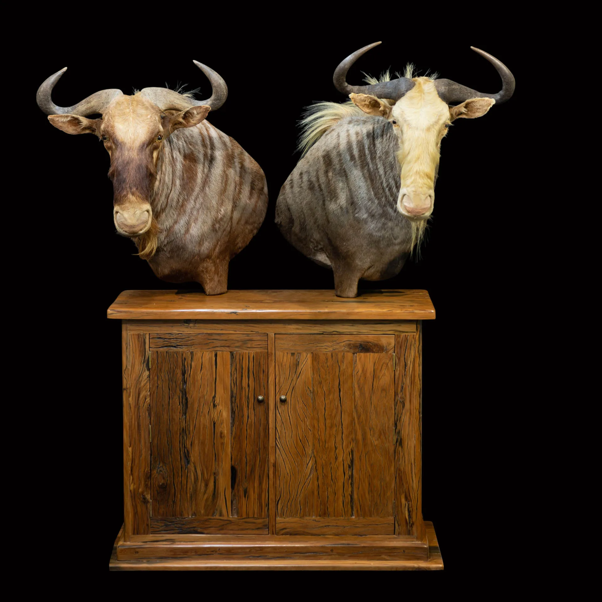 Wildebeest Pedestal Combo 1 (Black) Pedestal Mount — Highveld Taxidermists