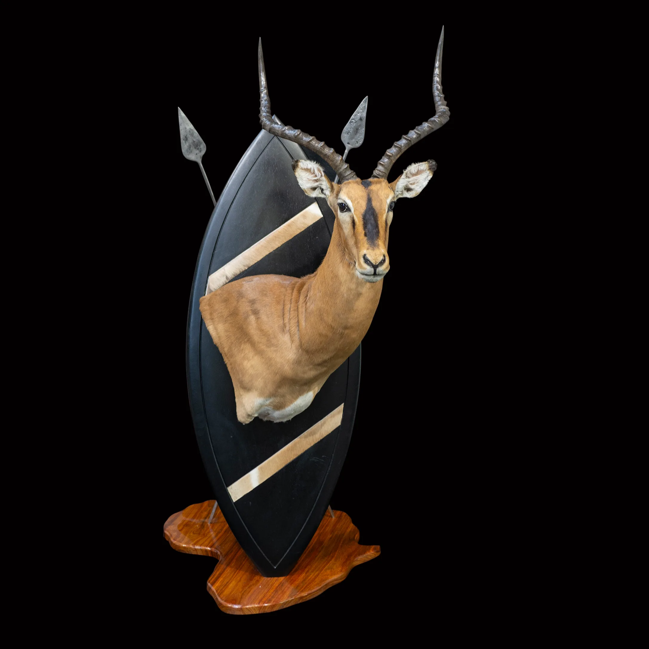 Impala Saddleback Zulu — Highveld Taxidermists