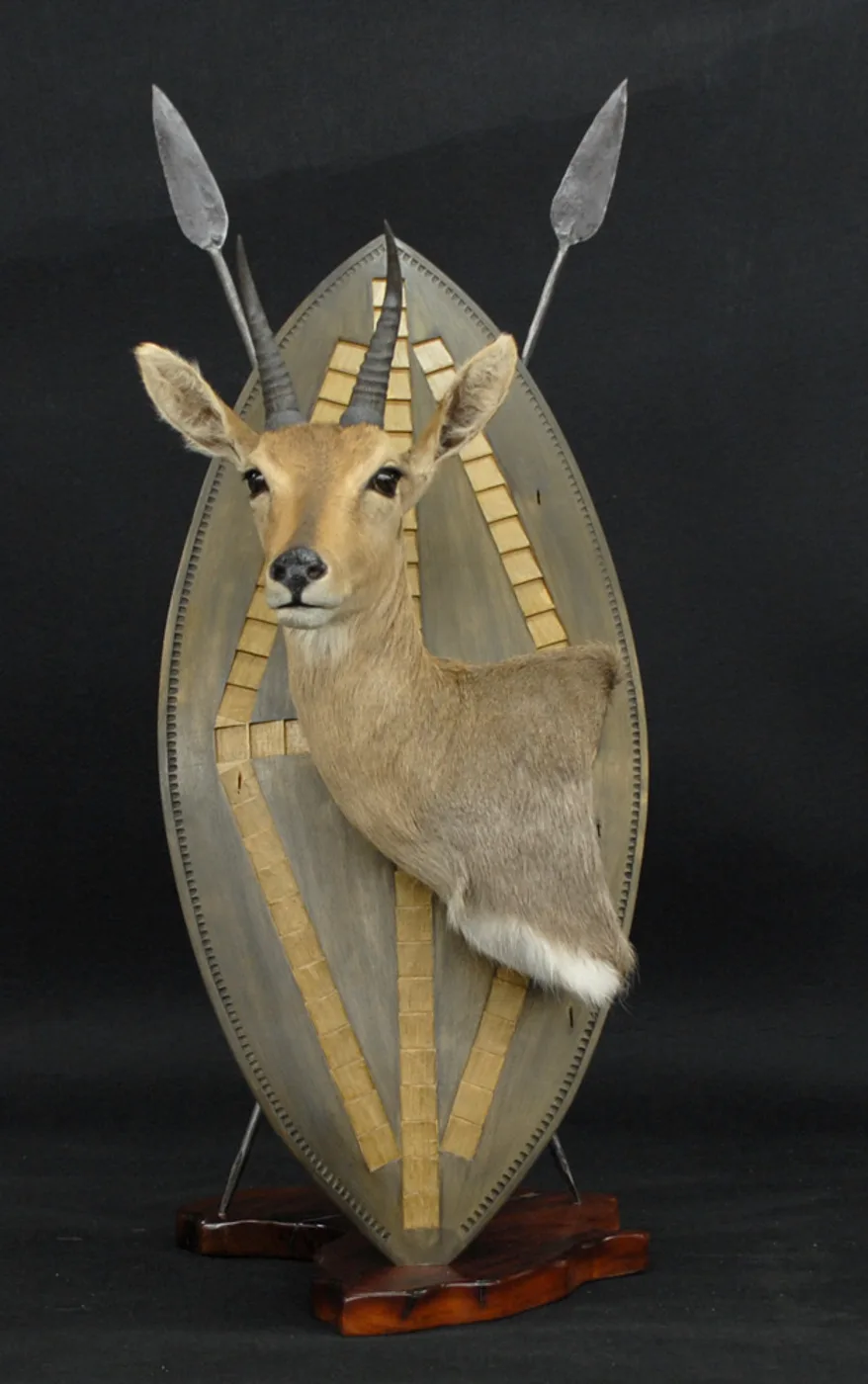 MTN Reedbuck zulu — Highveld Taxidermists