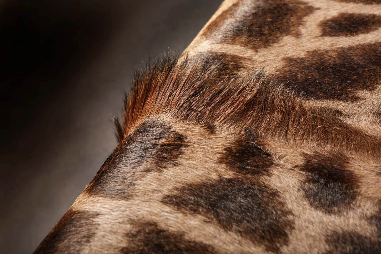 Giraffe hair detail — Highveld Taxidermists