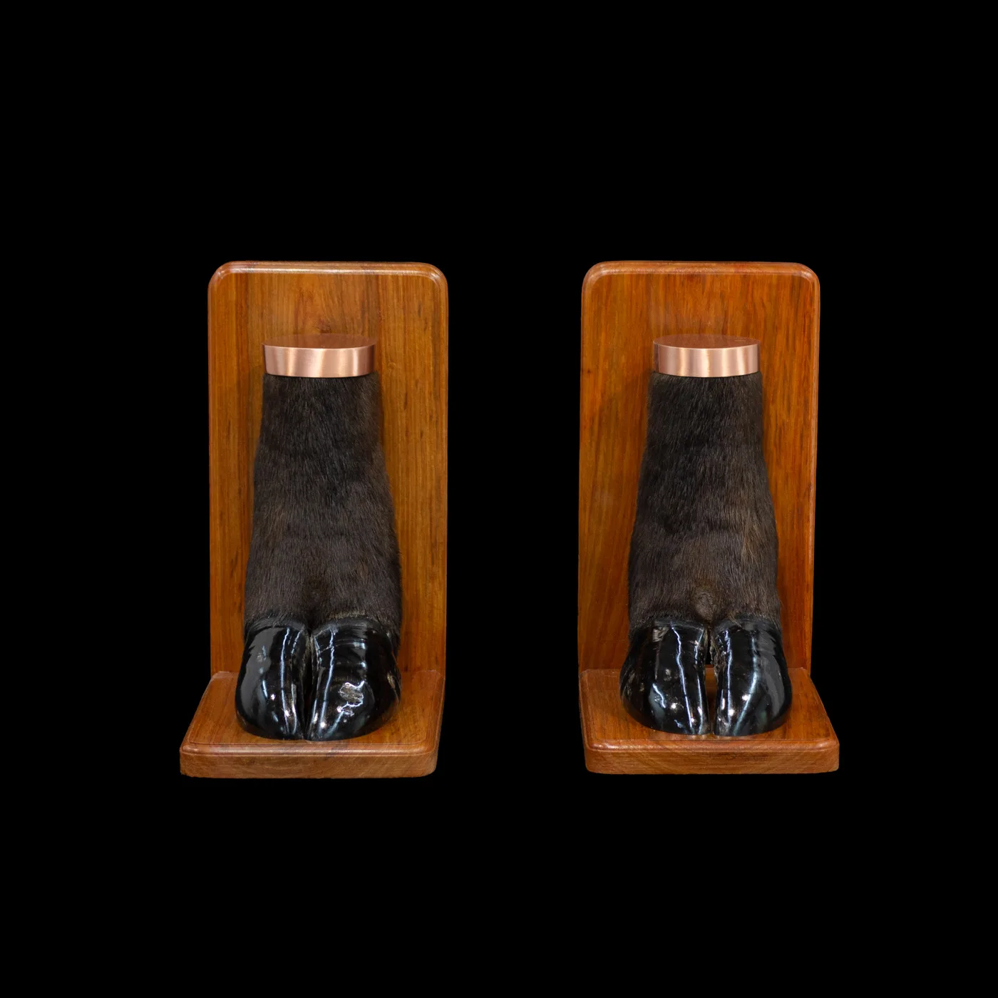Buffalo Bookends Copper — Highveld Taxidermists