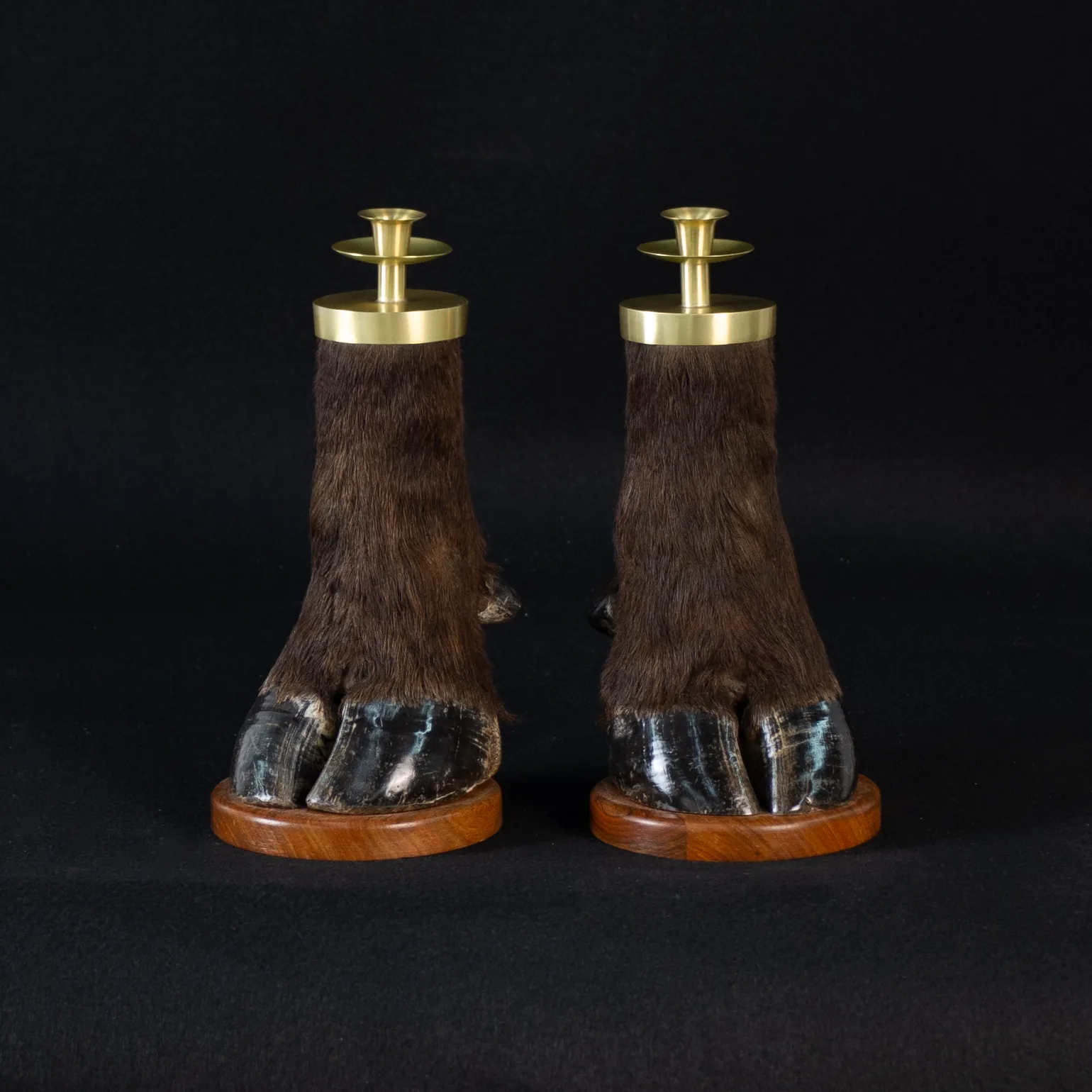 Buffalo foot Candle Full — Highveld Taxidermists