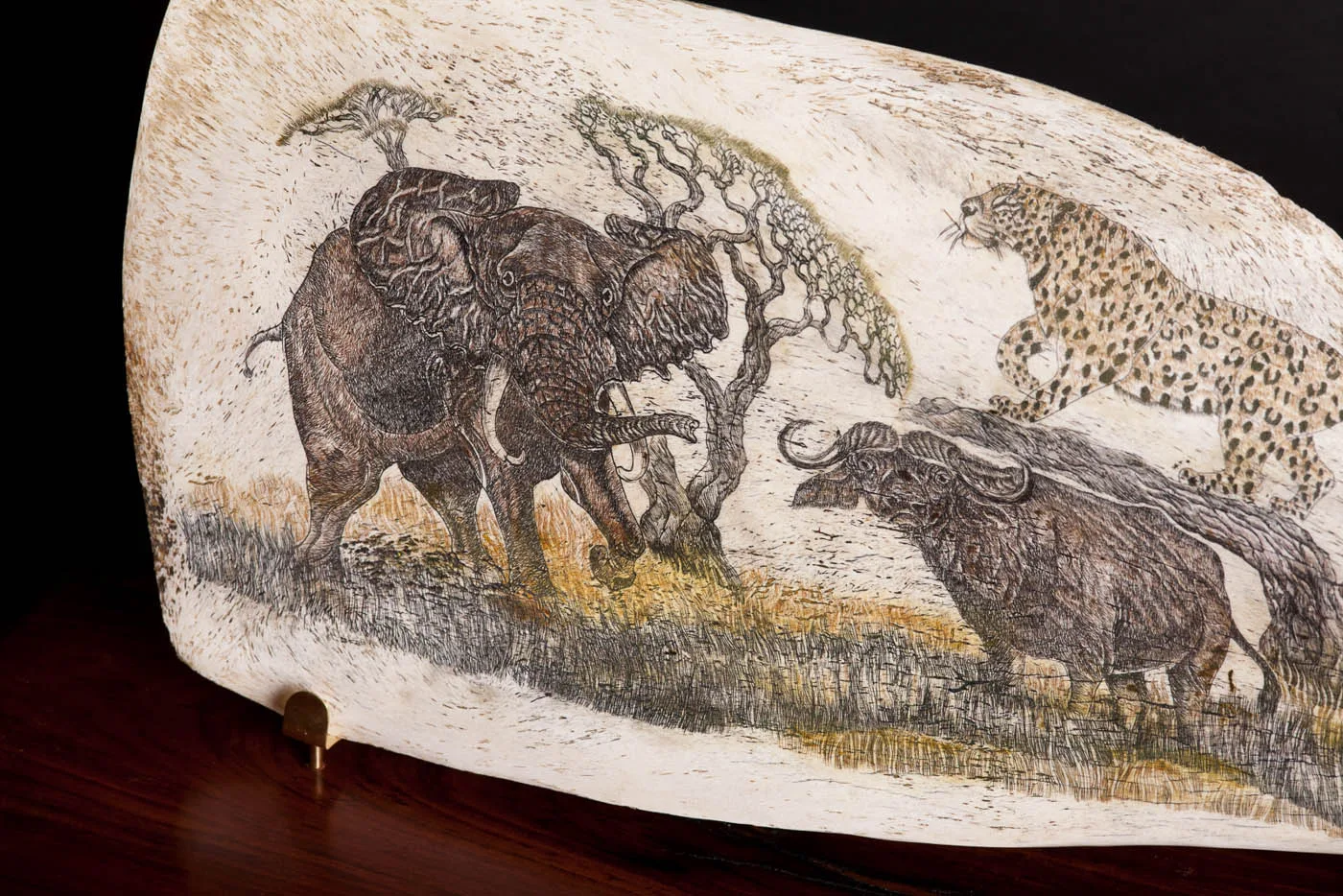 Buffalo Scapula with etching detail — Highveld Taxidermists