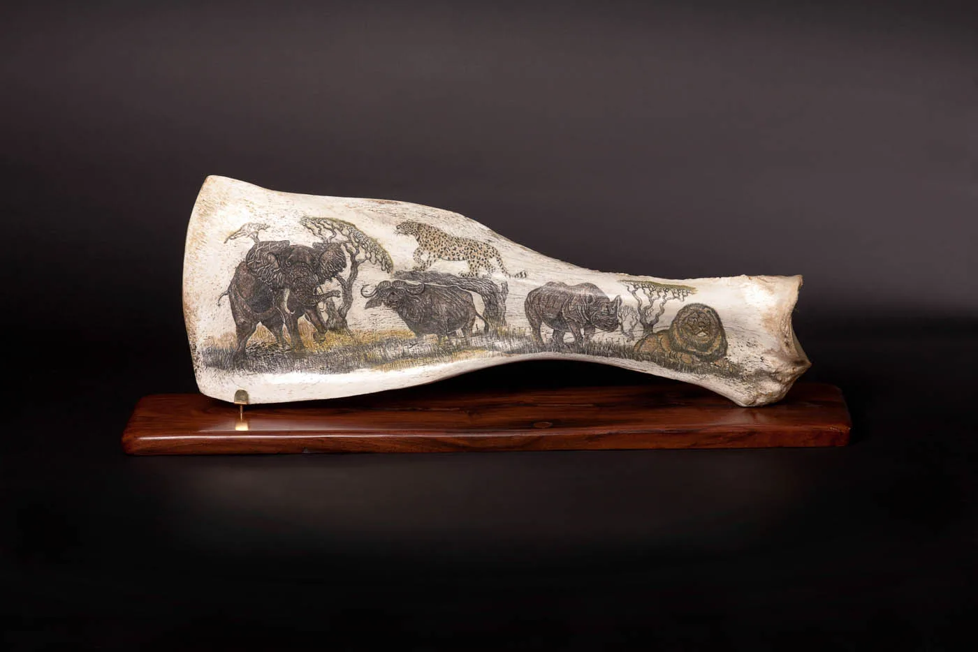 Buffalo Scapula with etching — Highveld Taxidermists